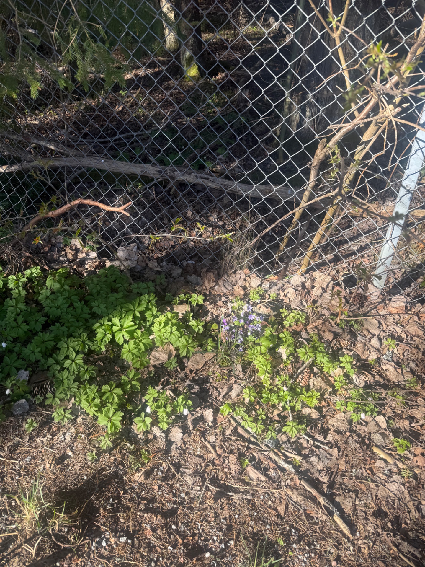 📸 Photo bingo: A sign of spring