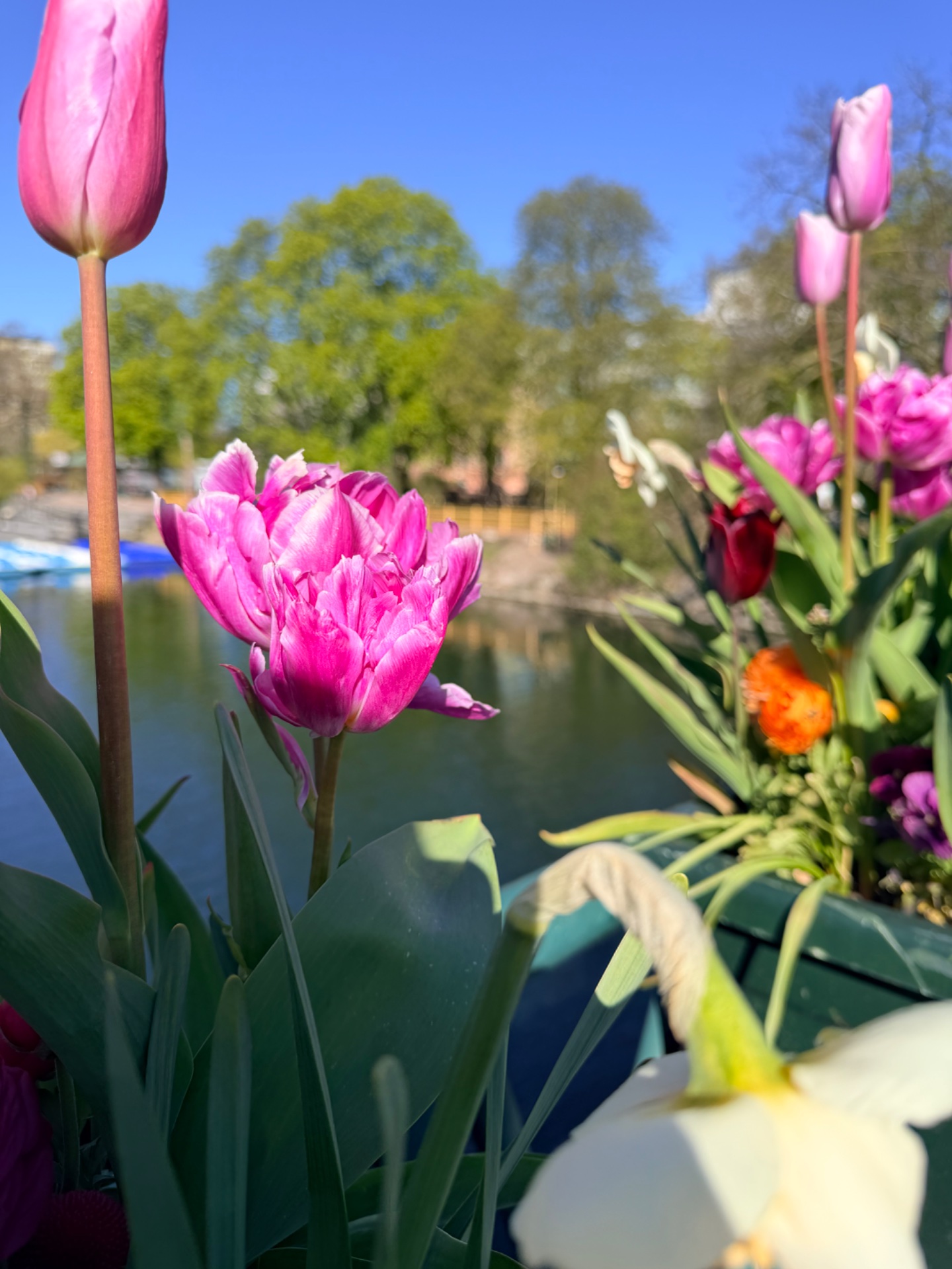 📸 Photo bingo: A sign of spring