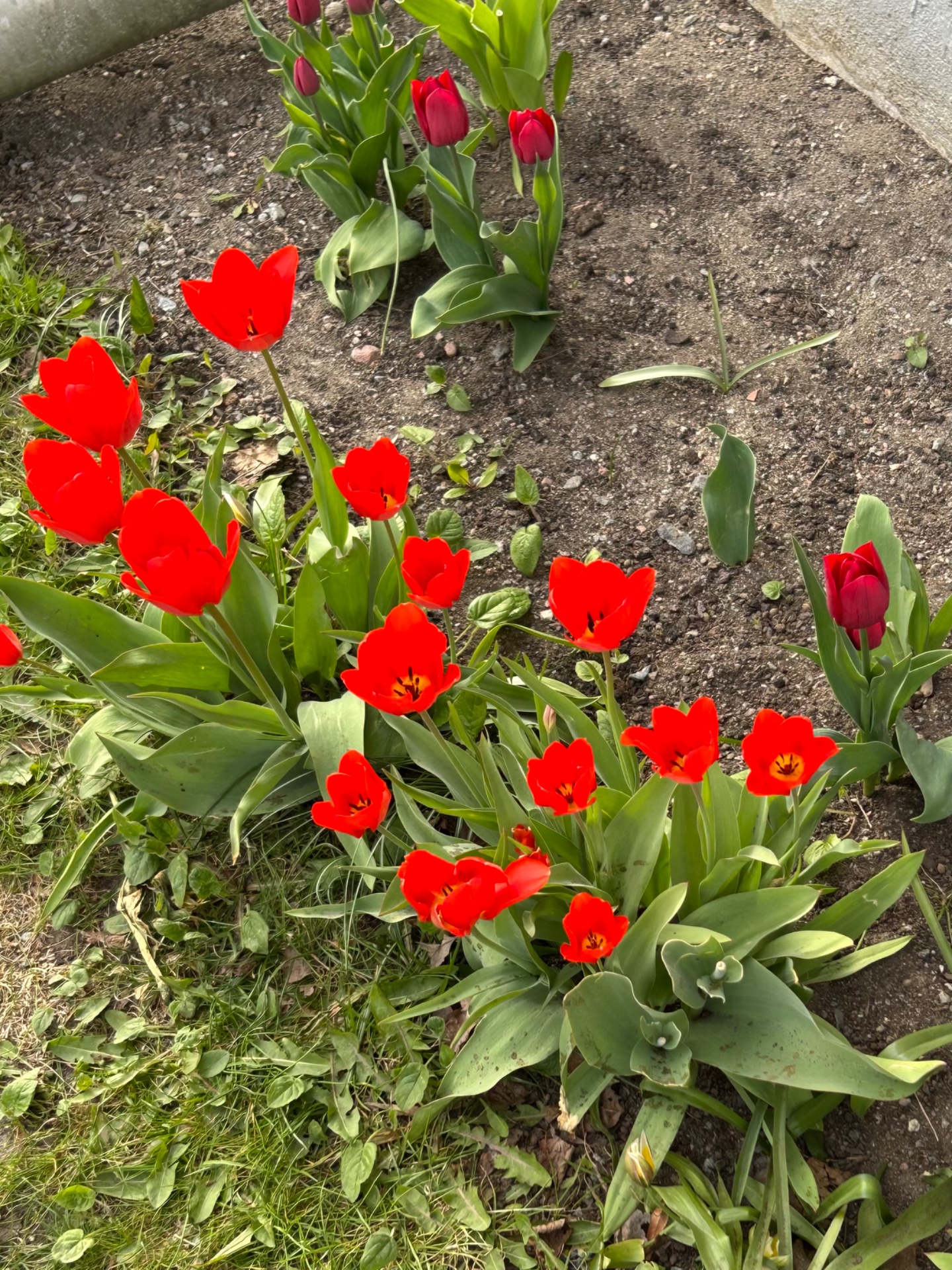 📸 Photo bingo: A sign of spring