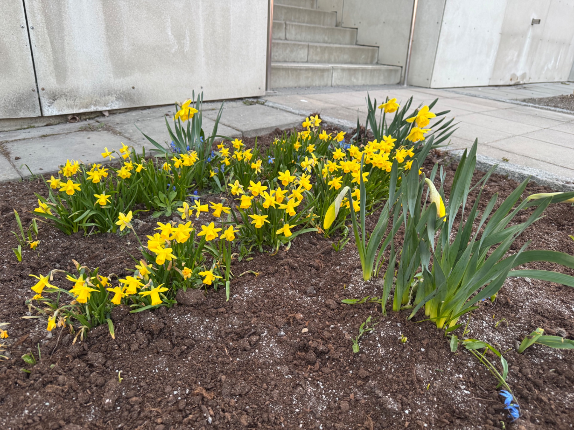 📸 Photo bingo: A sign of spring