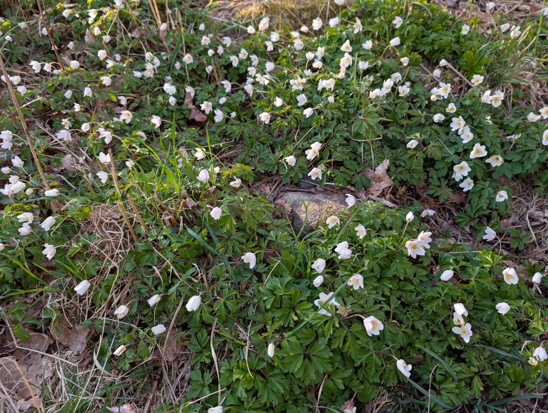 📸 Photo bingo: A sign of spring