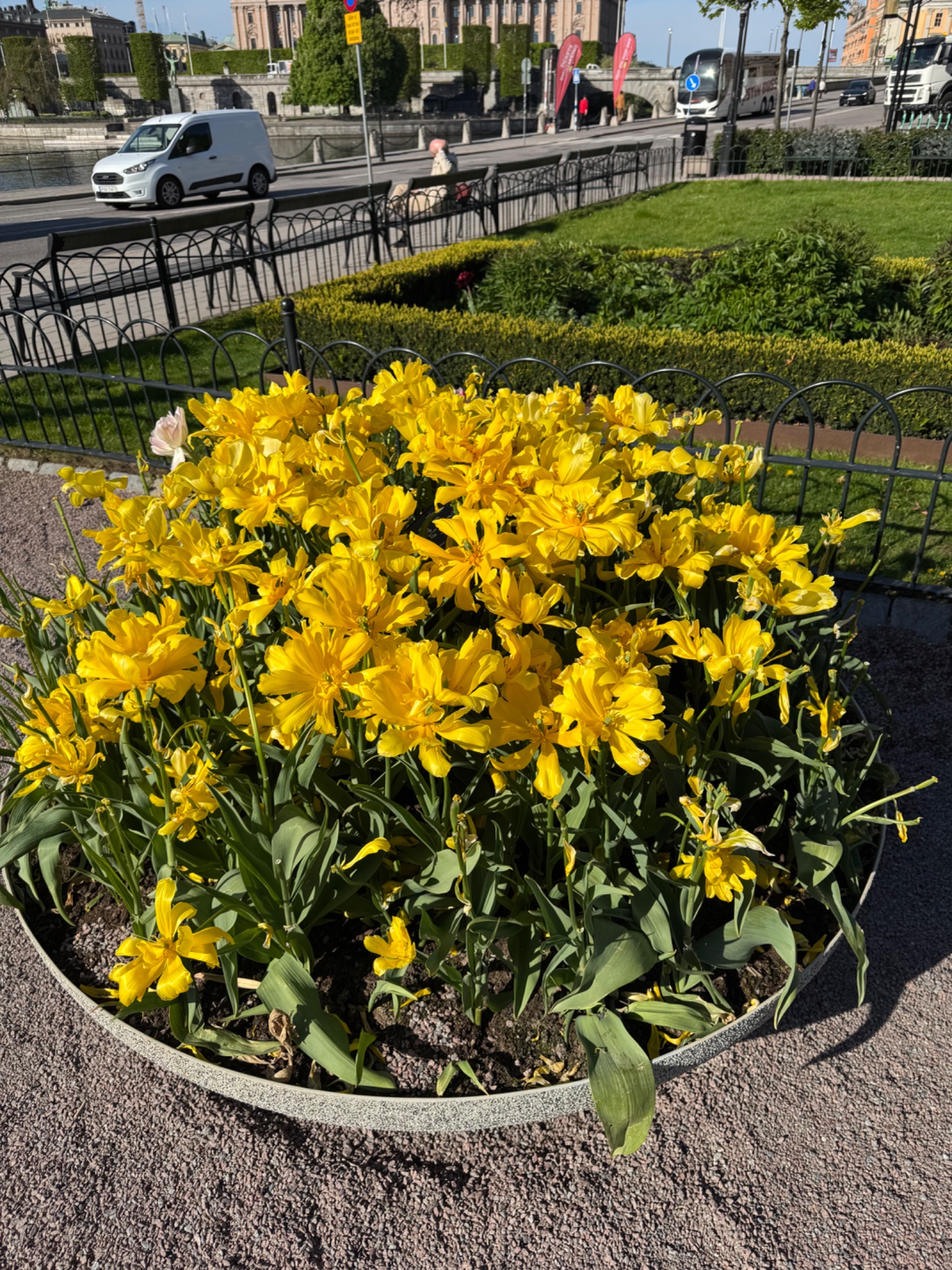 📸 Photo bingo: Something yellow growing wild