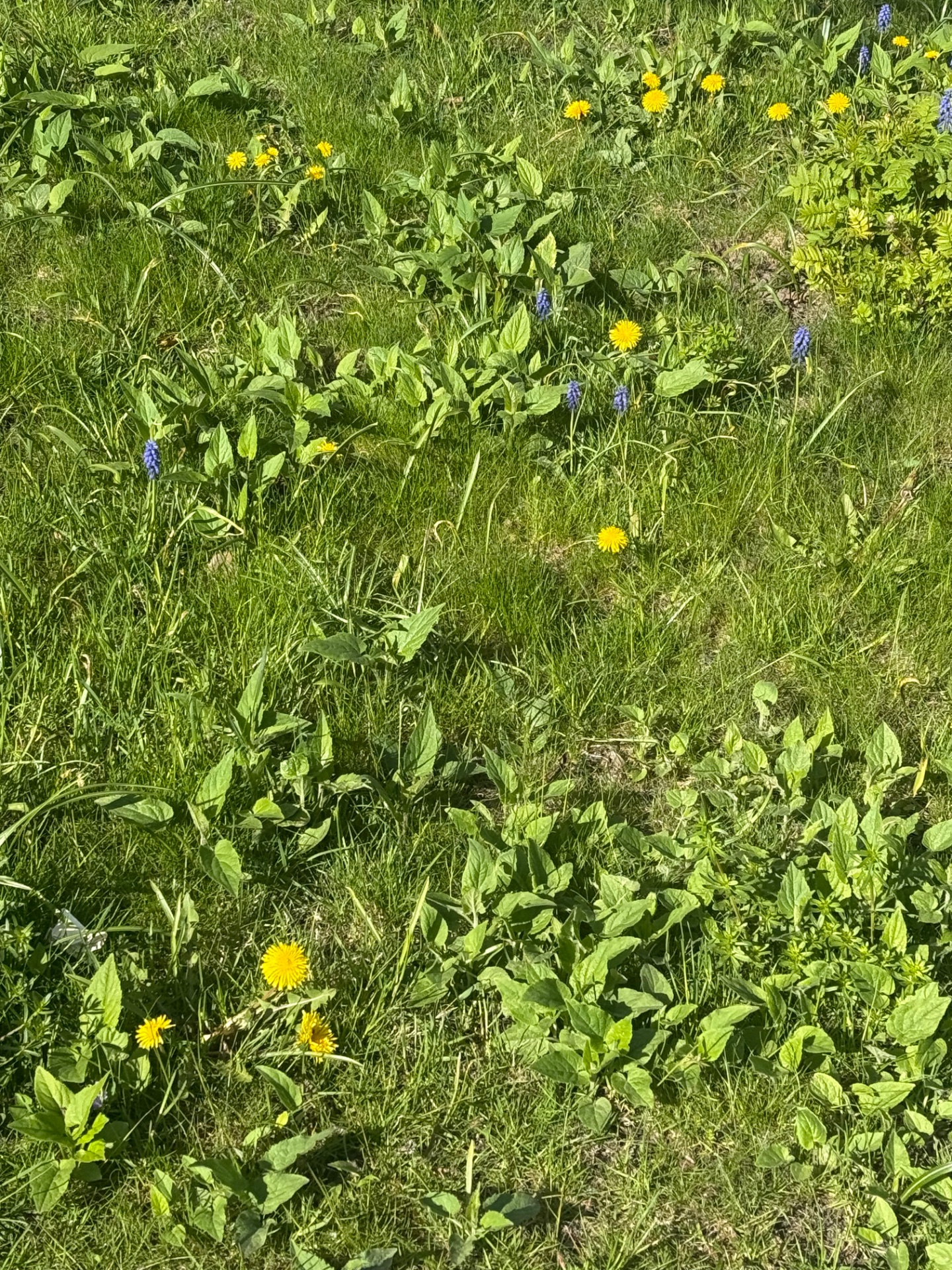 📸 Photo bingo: Something yellow growing wild