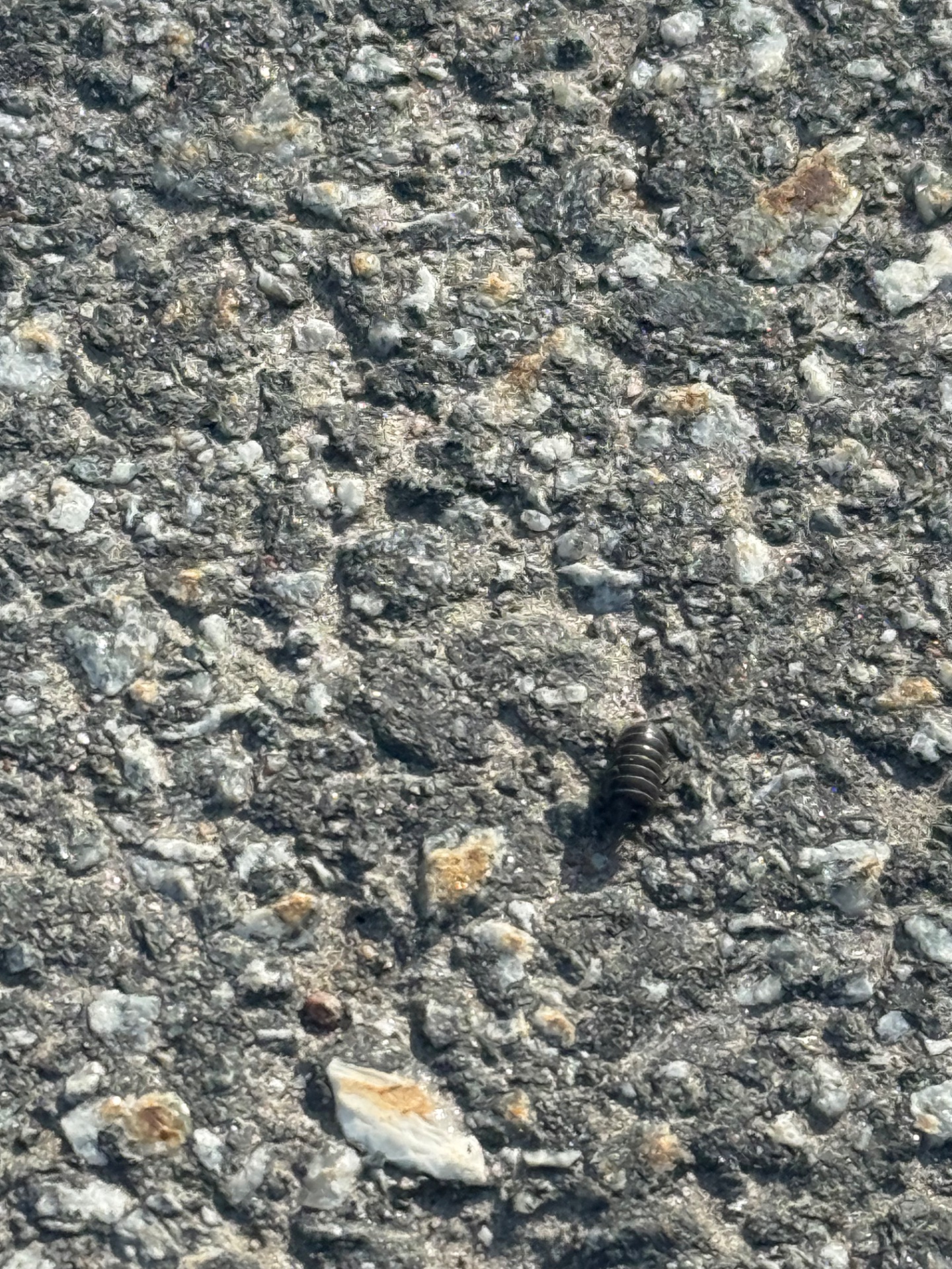 📸 Photo bingo: An insect