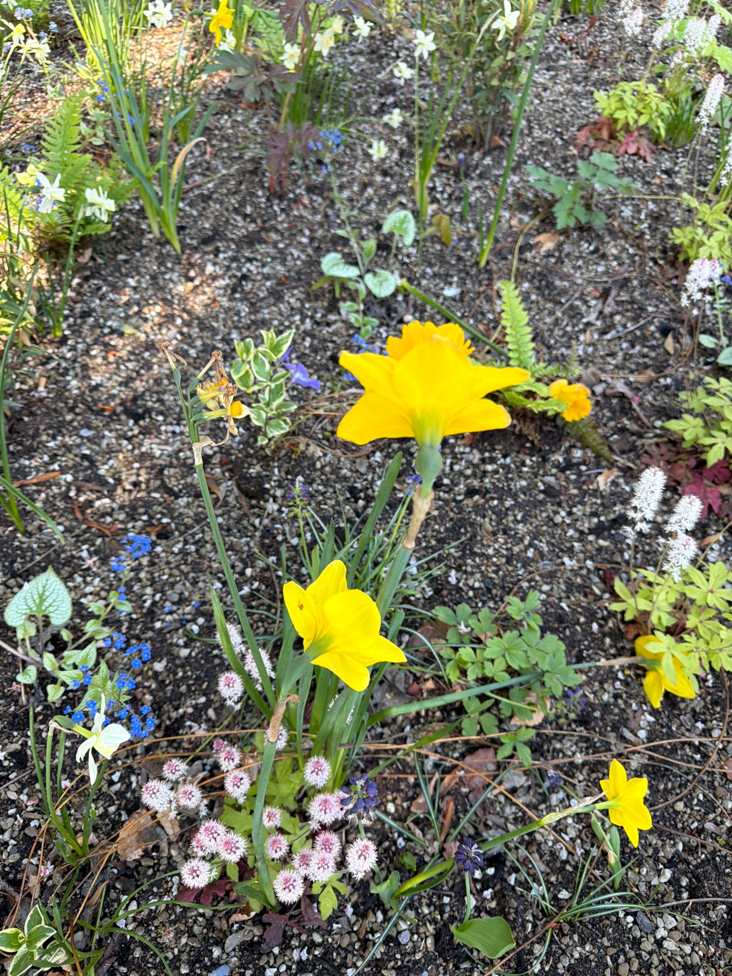 📸 Photo bingo: Something yellow growing wild