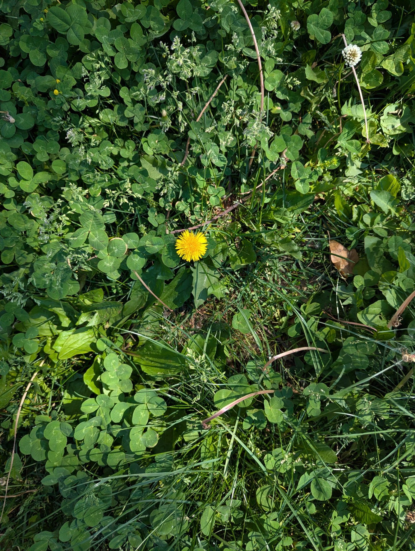 📸 Photo bingo: Something yellow growing wild