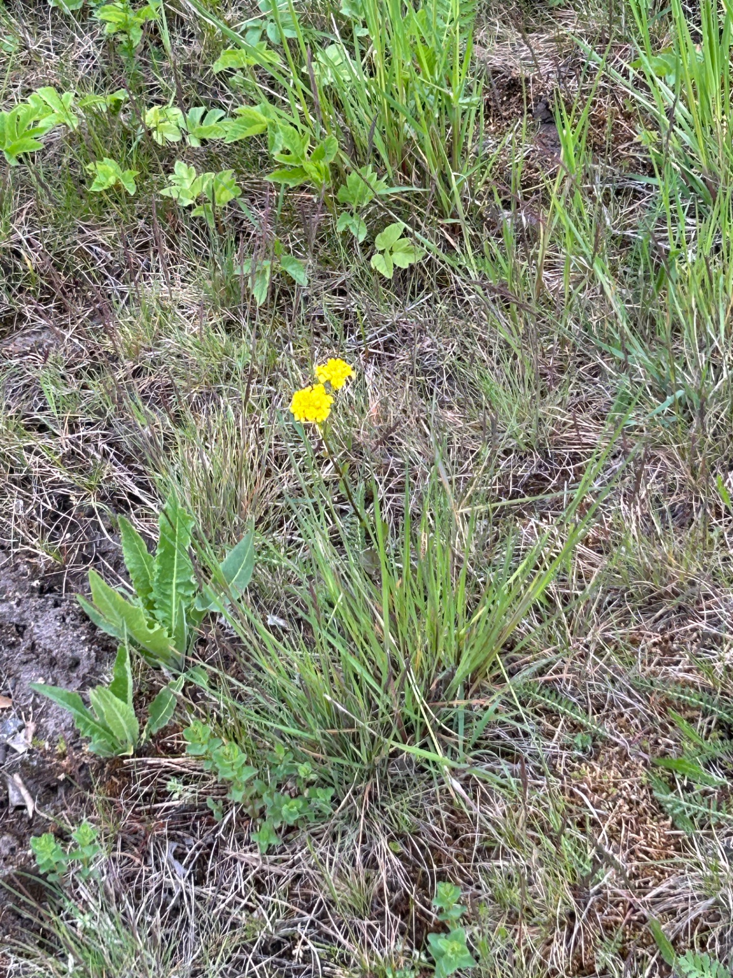 📸 Photo bingo: Something yellow growing wild