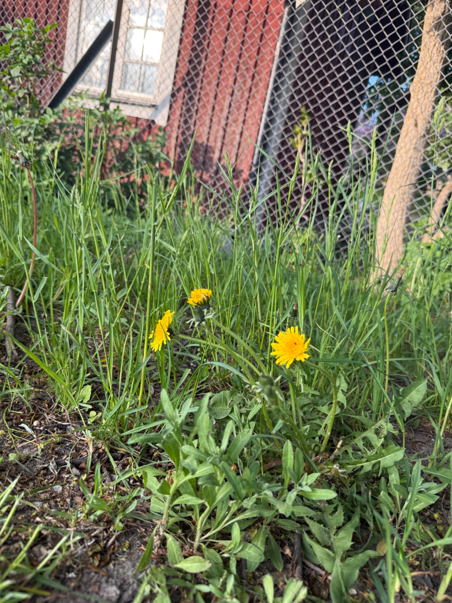 📸 Photo bingo: Something yellow growing wild