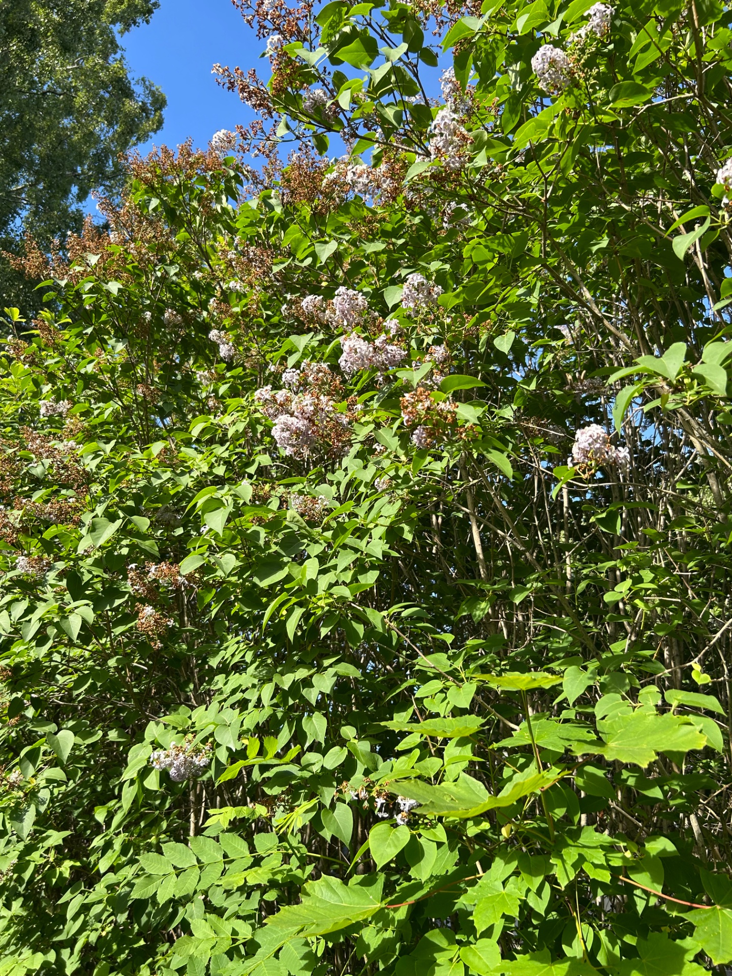 πΈ Photo bingo: Lilacs in bloom