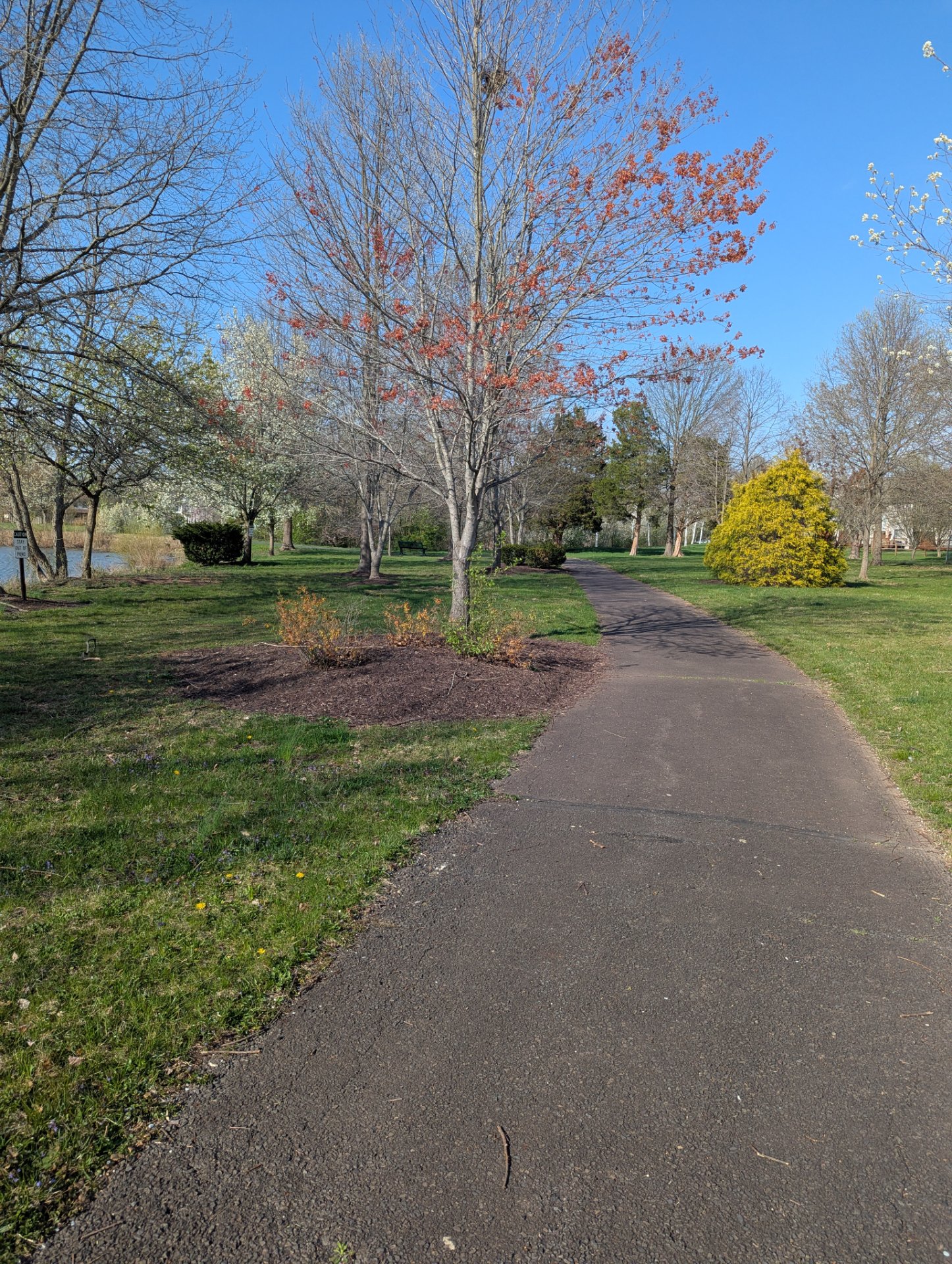 A scenic park walk or run along a beautiful paved path lined with trees and spring blooms. Perfect for outdoor cardio exercise in a peaceful natural setting!