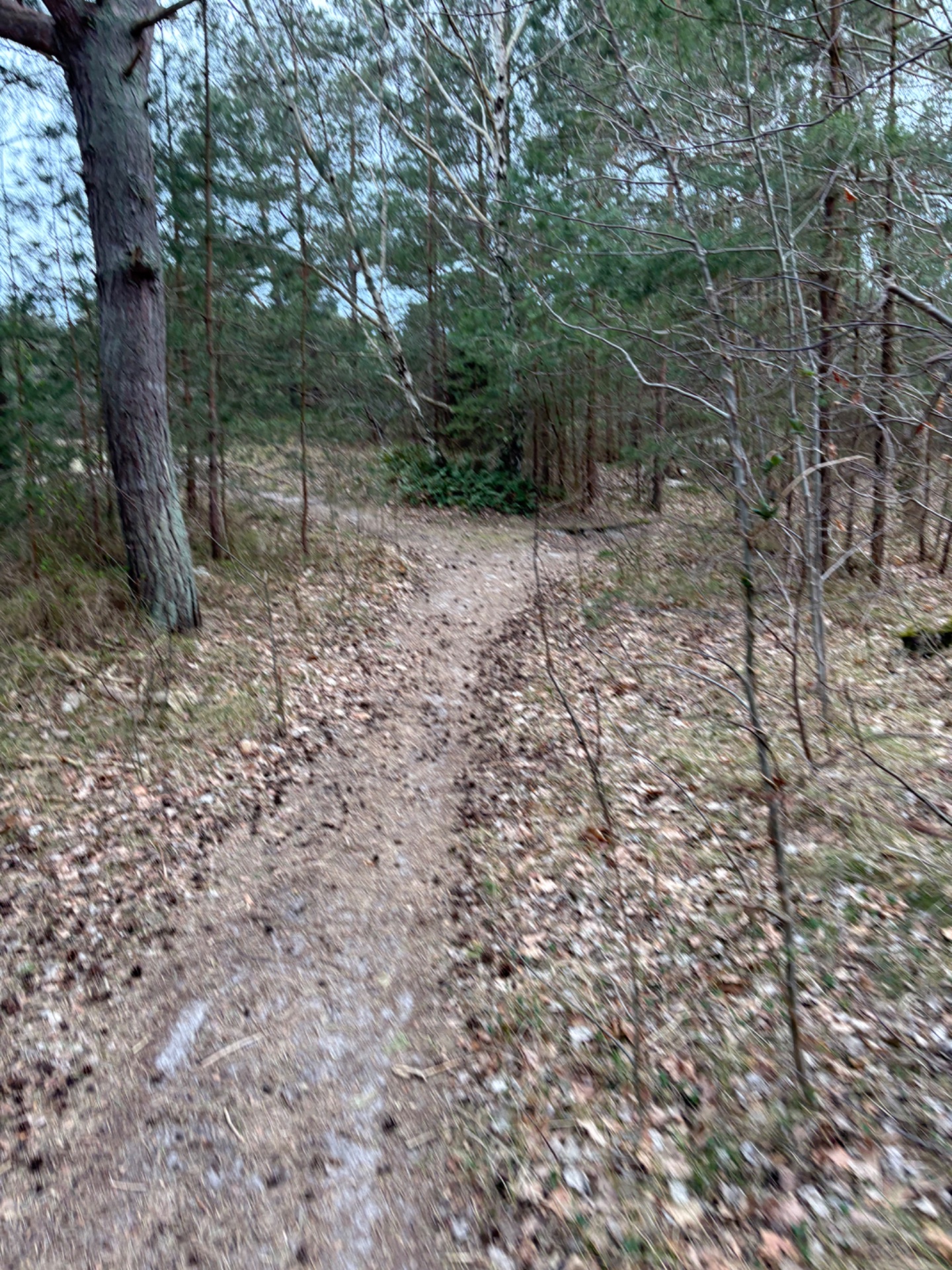 A scenic trail hike through a forested woodland path with a mix of evergreens and deciduous trees. This outdoor adventure provides great cardiovascular exercise while enjoying nature!