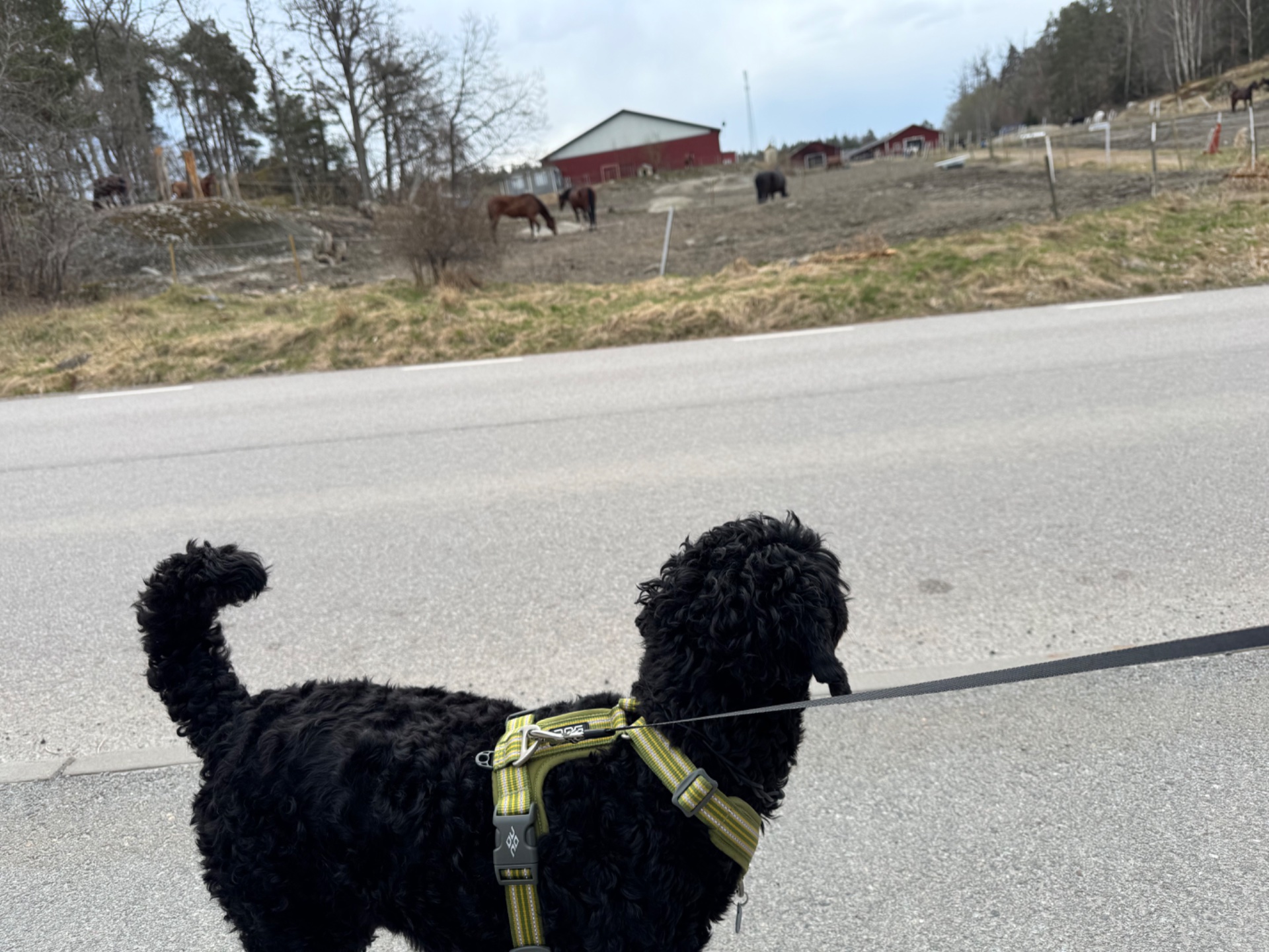 A scenic outdoor walk with a furry companion down a rural road! This peaceful cardio session combines fresh air, nature, and quality time with a four-legged friend.
