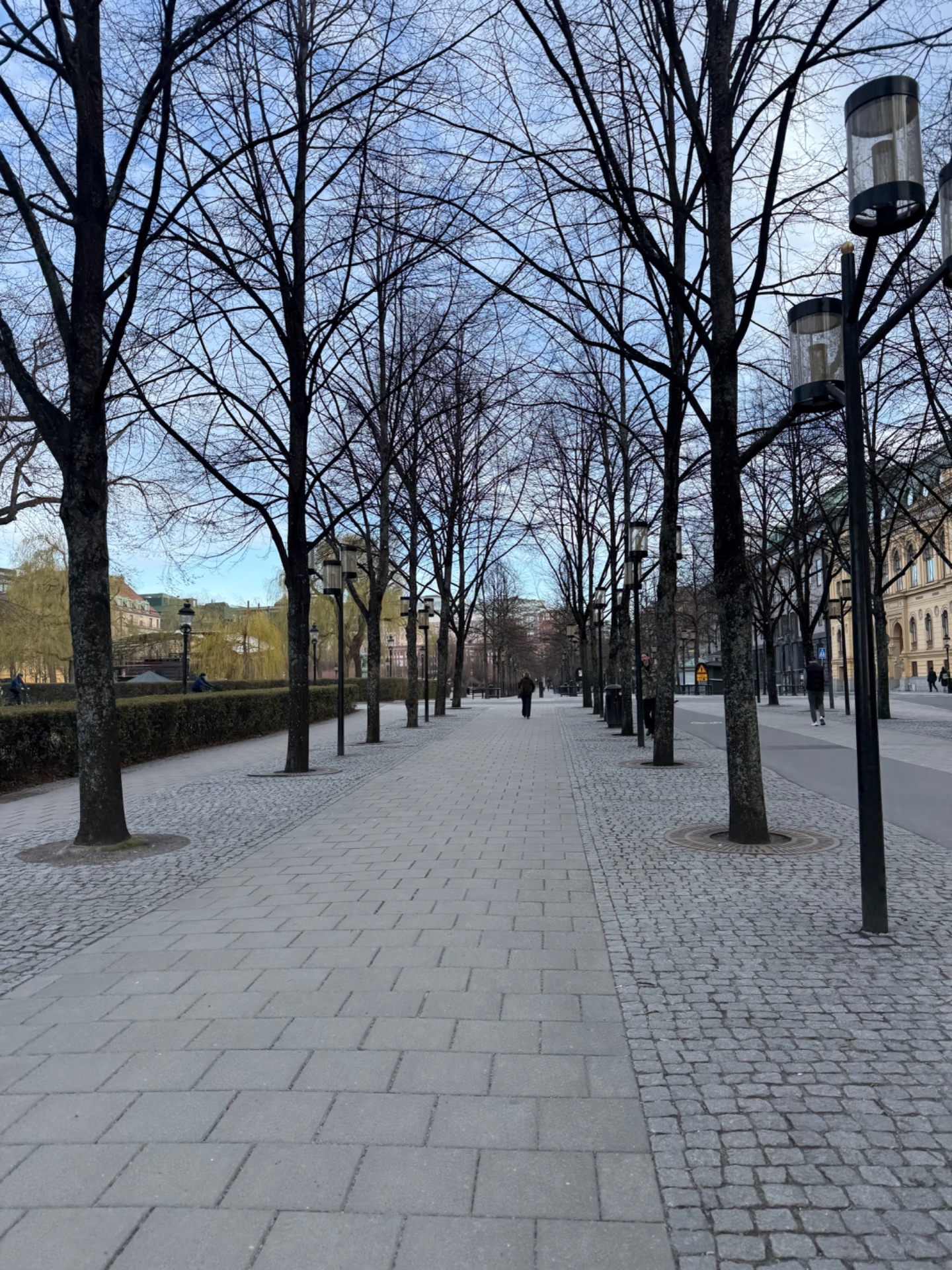 A scenic walk or jog through a beautiful tree-lined urban plaza with bare spring branches creating a peaceful outdoor cardio setting.