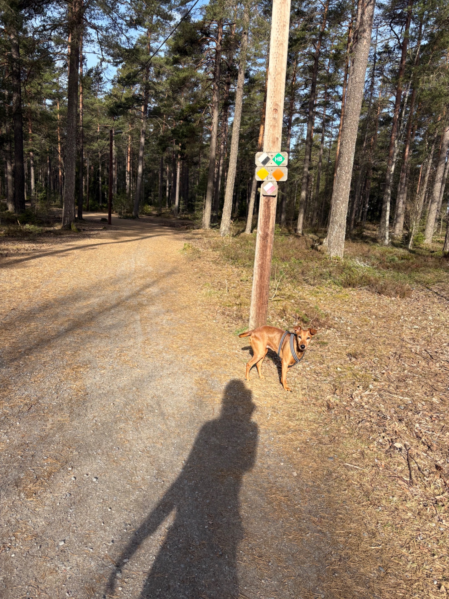 A scenic trail walk or hike through a beautiful pine forest with a dog companion! The marked trail and forested setting indicate an outdoor cardio workout in nature.