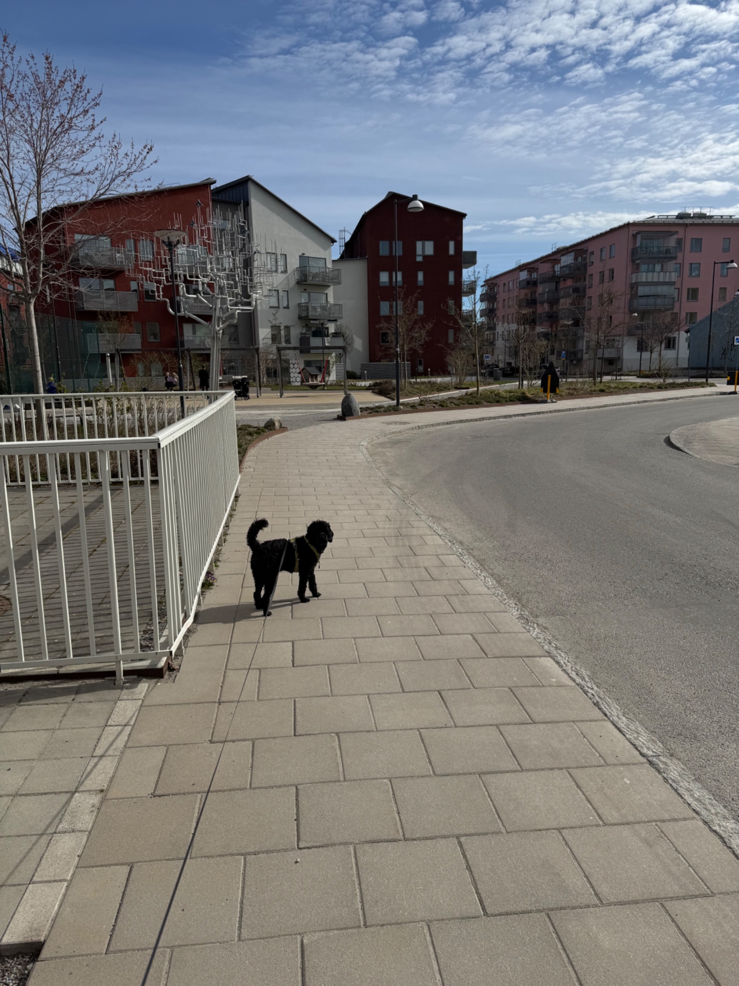 A leisurely dog walk through a scenic urban plaza on a beautiful spring day. Great outdoor cardio activity combining movement with fresh air and sunshine!