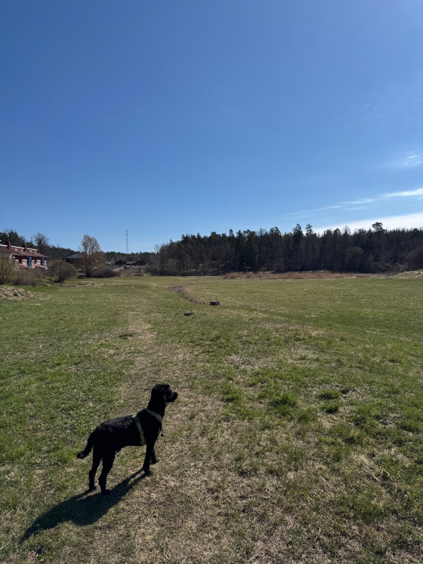 A refreshing outdoor walk or run in a scenic open field with a dog companion on a beautiful sunny day. Great way to combine cardio with some fresh air and quality time in nature!