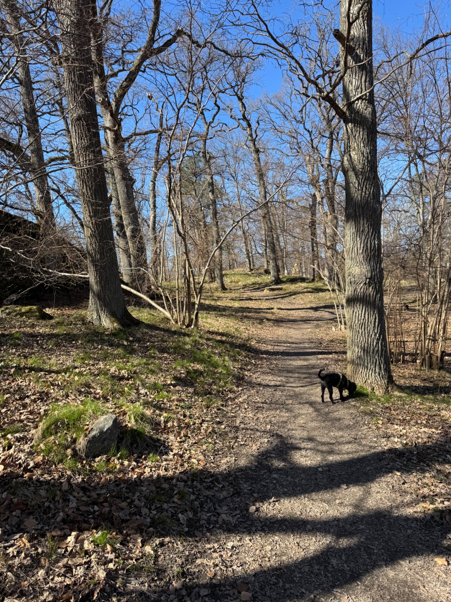 A scenic trail hike through a beautiful wooded forest with bare trees and dappled sunlight. Perfect outdoor cardio activity with a furry companion!