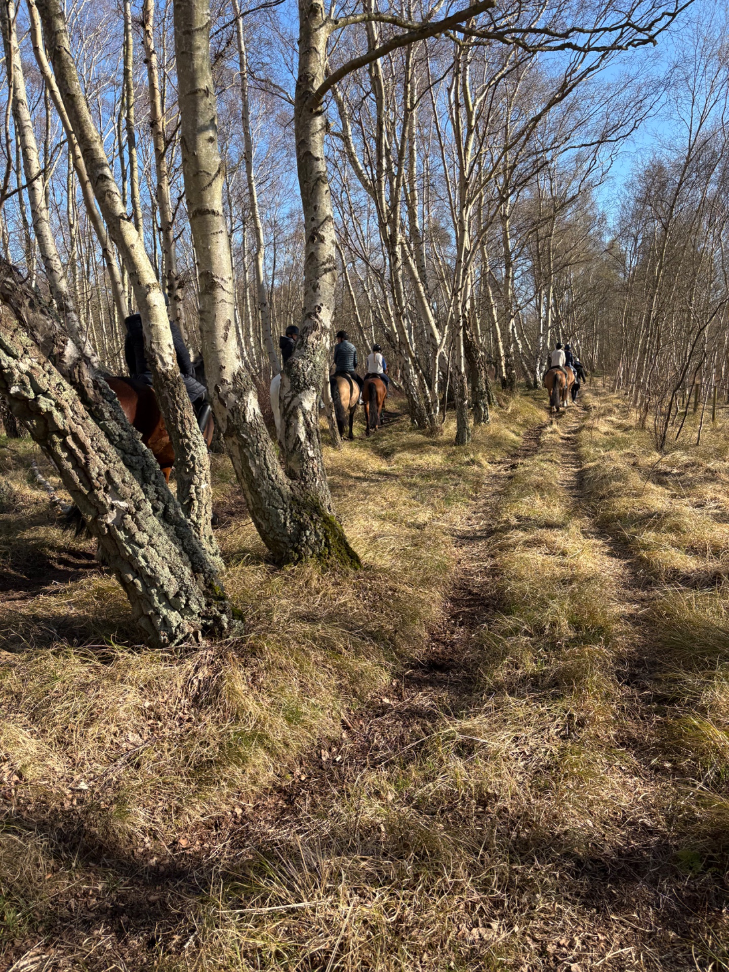 A scenic horseback riding trail through a beautiful birch forest! This outdoor adventure combines cardio exercise with nature exploration as riders navigate the forest path.