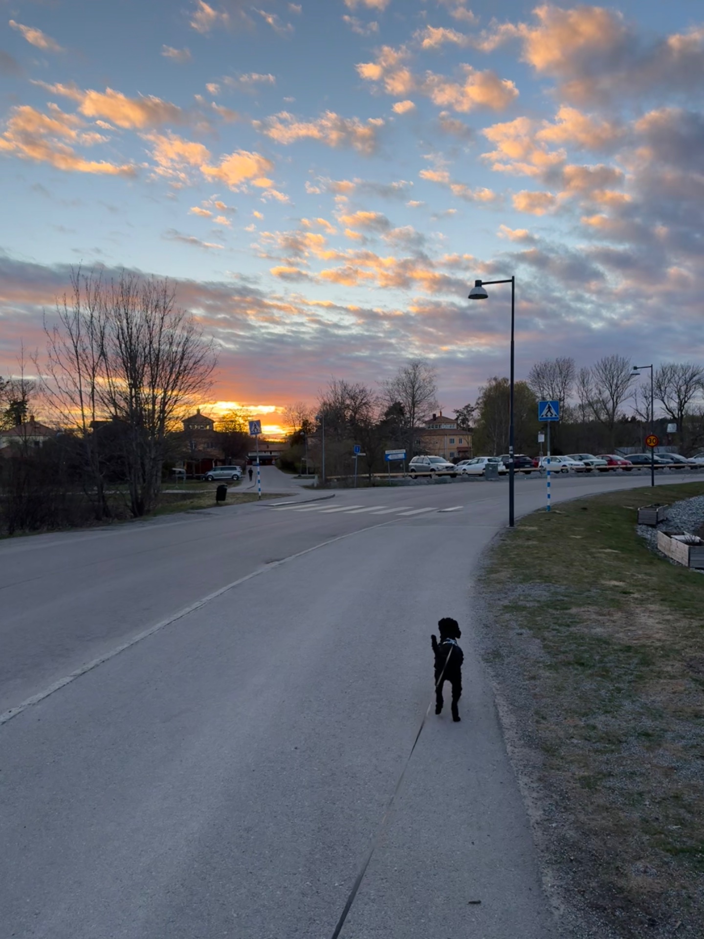 An evening walk or run outdoors with a dog on a paved path, enjoying a beautiful sunset with golden-hour lighting. A perfect way to combine fresh air and movement!