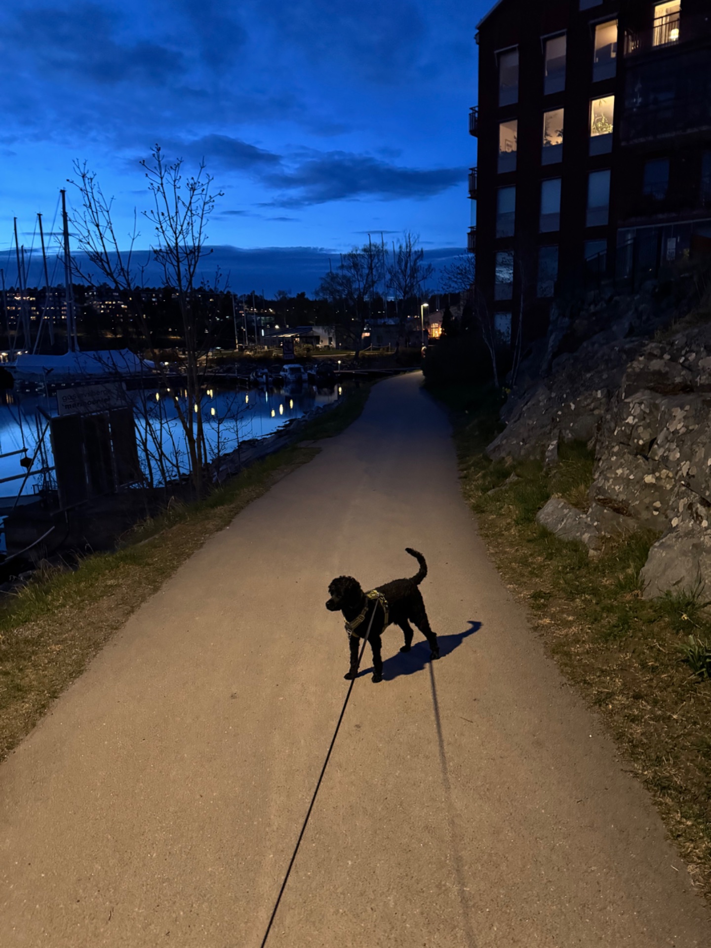 Evening dog walk along a scenic waterfront path at dusk! This peaceful outdoor stroll combines low-intensity cardio with fresh air and beautiful twilight views.
