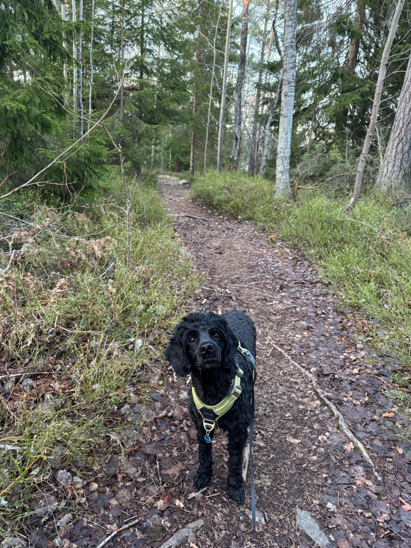 A fantastic hiking adventure through a beautiful forest trail with a loyal canine companion! This outdoor trek provides excellent cardio benefits while enjoying nature.