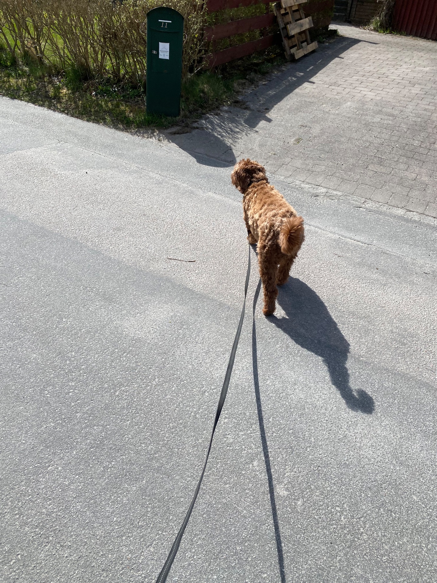 A scenic dog walk on a paved path on a sunny day! Great low-impact cardio activity combining movement and outdoor fresh air.