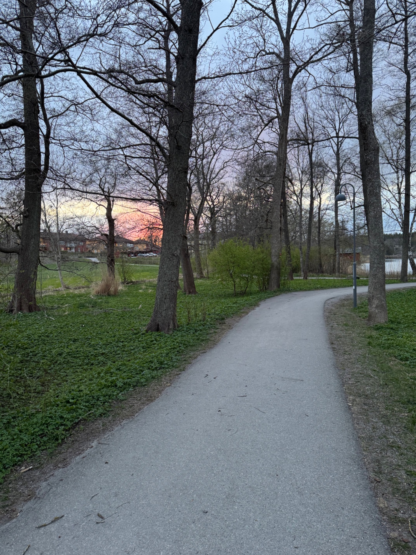 A scenic outdoor walk or run through a beautiful park path lined with tall trees, perfect for a refreshing cardio session in nature!