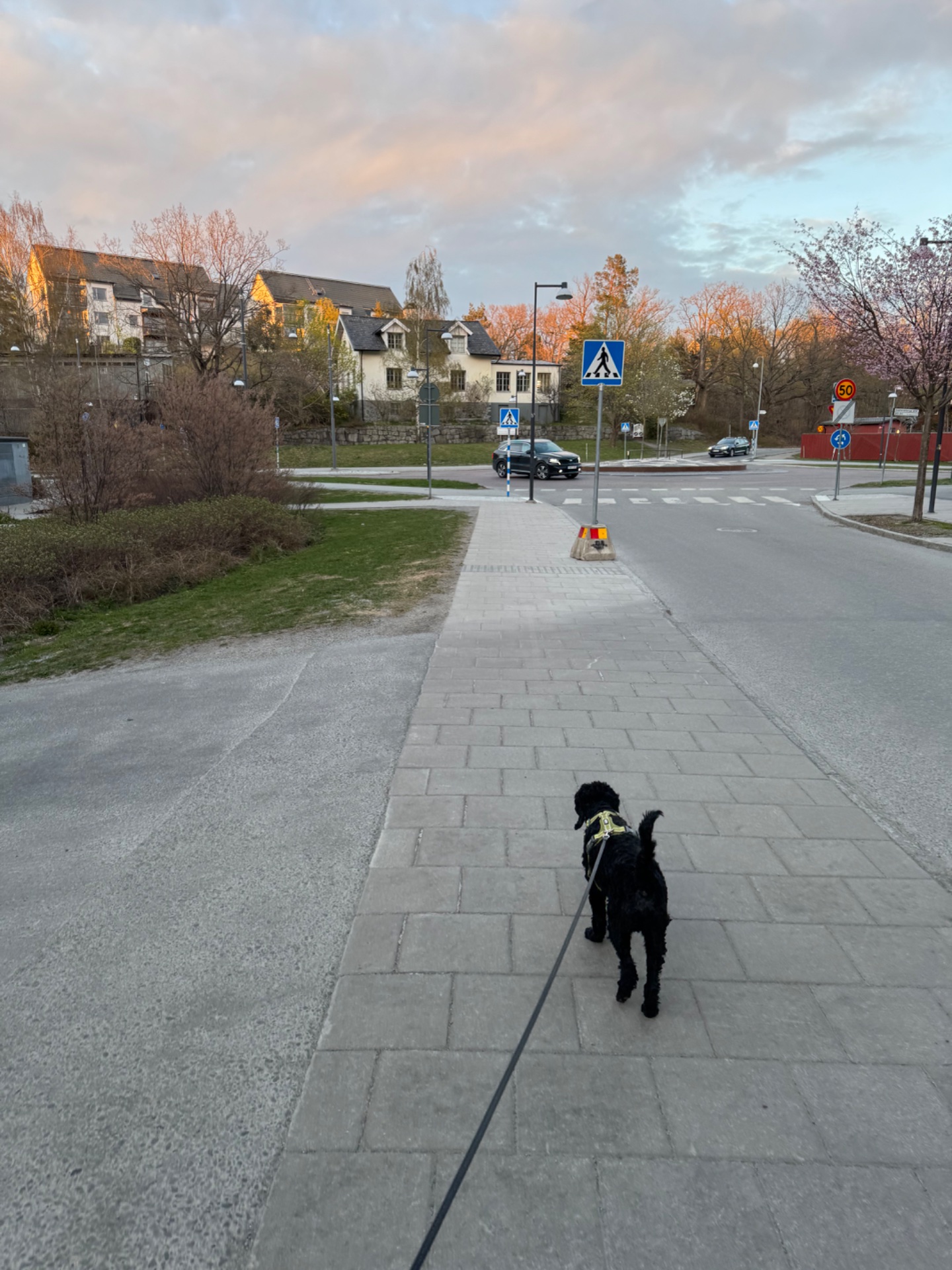A great outdoor walk with a dog companion on a scenic neighborhood path! This is a perfect low-impact cardio session getting fresh air and movement in a beautiful residential setting.