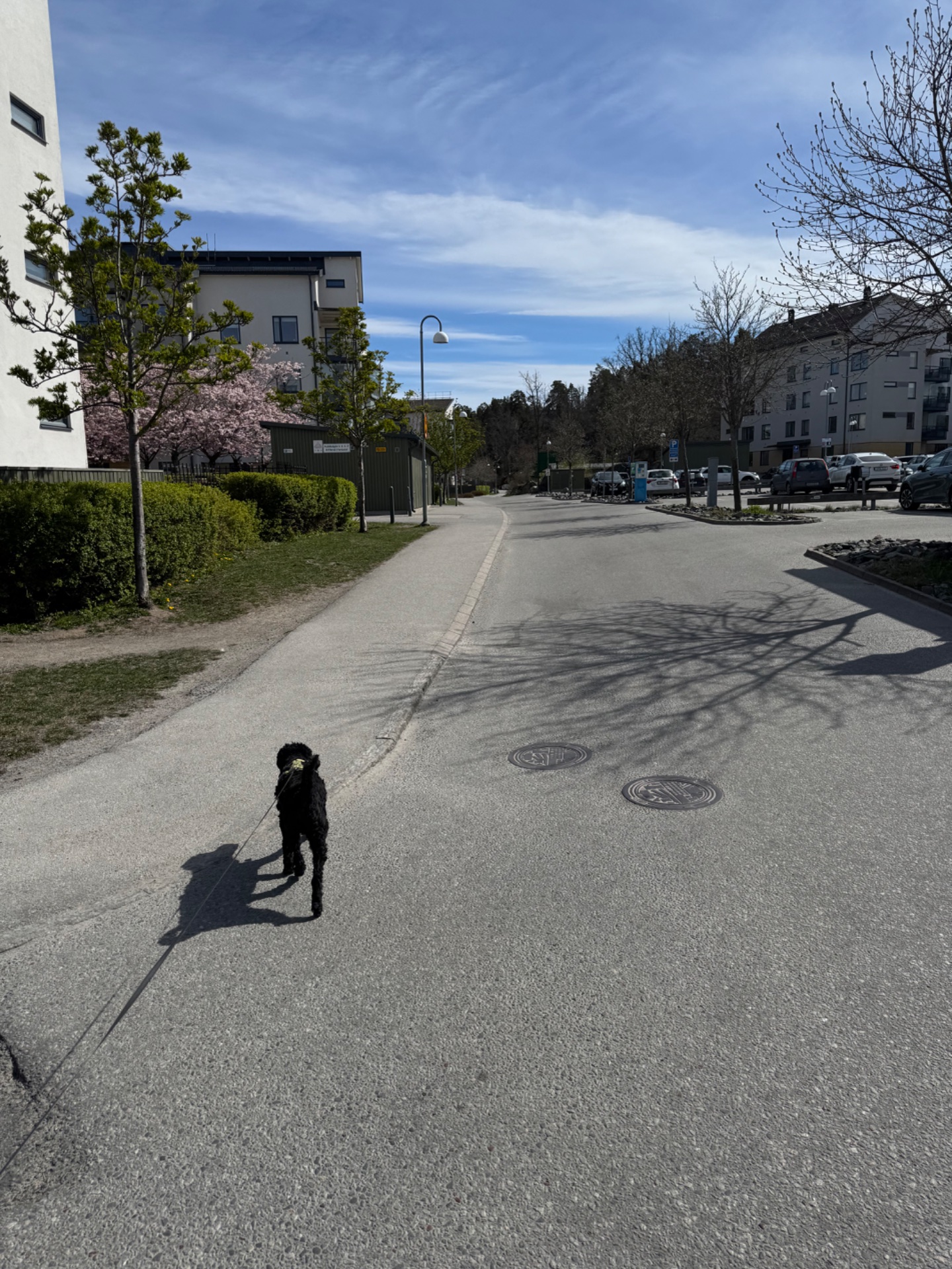 A scenic walk or light jog through a residential neighborhood on a beautiful spring day! The leashed dog companion adds a fun social element to this outdoor cardio activity.