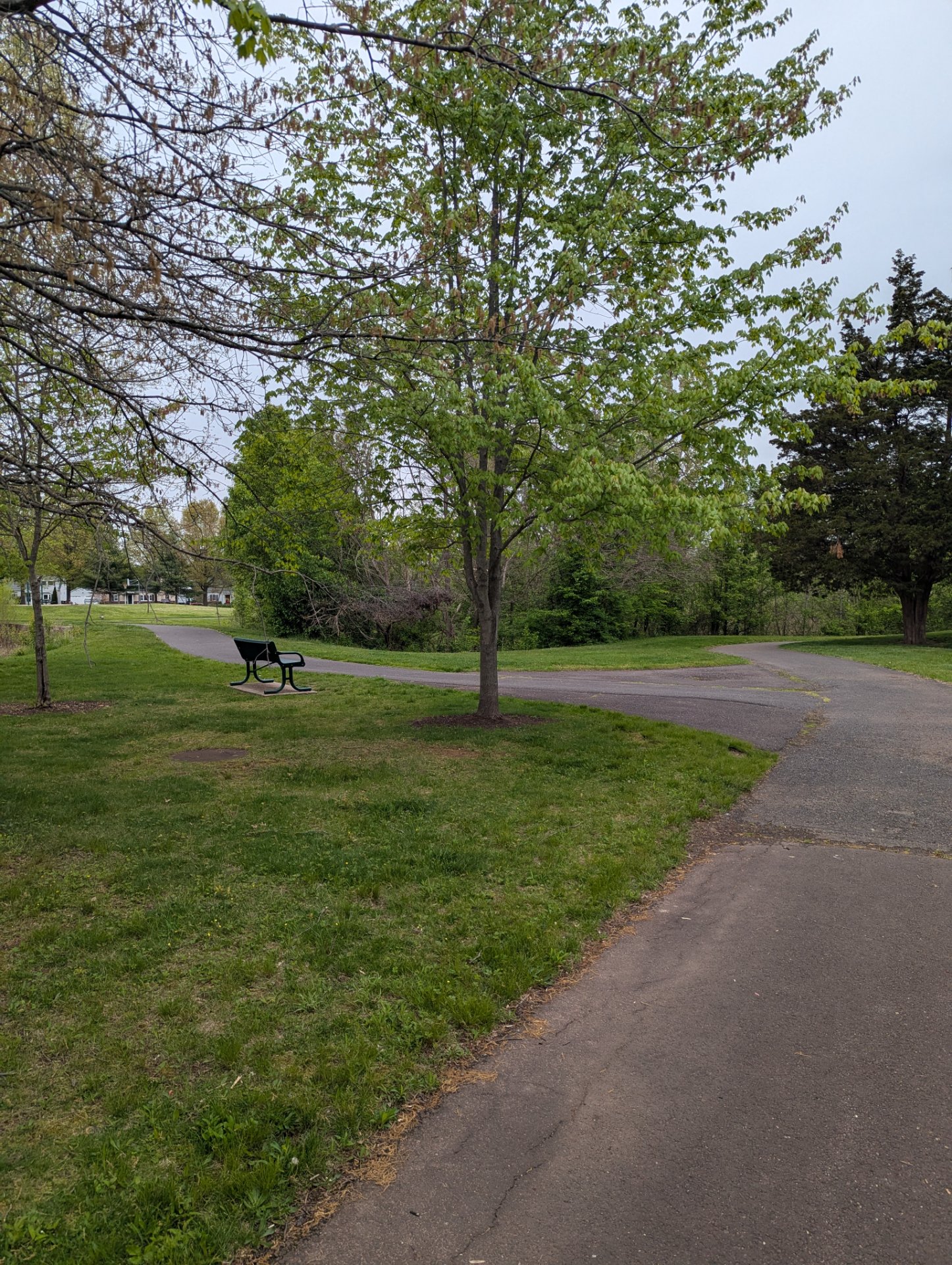 A scenic outdoor workout at a beautiful park with paved trails and lush greenery. Perfect for running, walking, or cycling through nature!