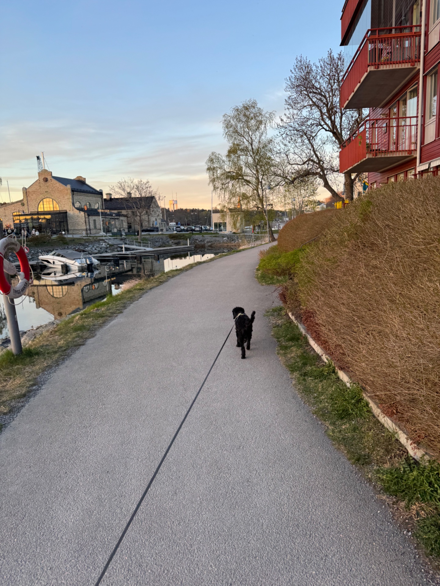 A scenic dog walk along a waterfront path during golden hour! This outdoor walking activity combines cardiovascular movement with fresh air and beautiful surroundings.