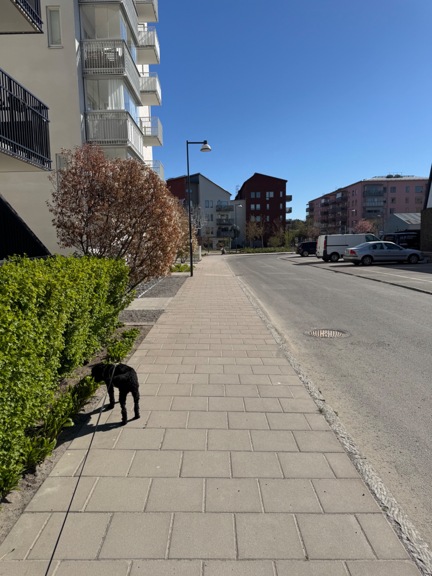 A leisurely walk with a dog through a residential neighborhood on a beautiful sunny day. This casual outdoor walking activity is a great way to stay active while enjoying fresh air and time with a furry companion!