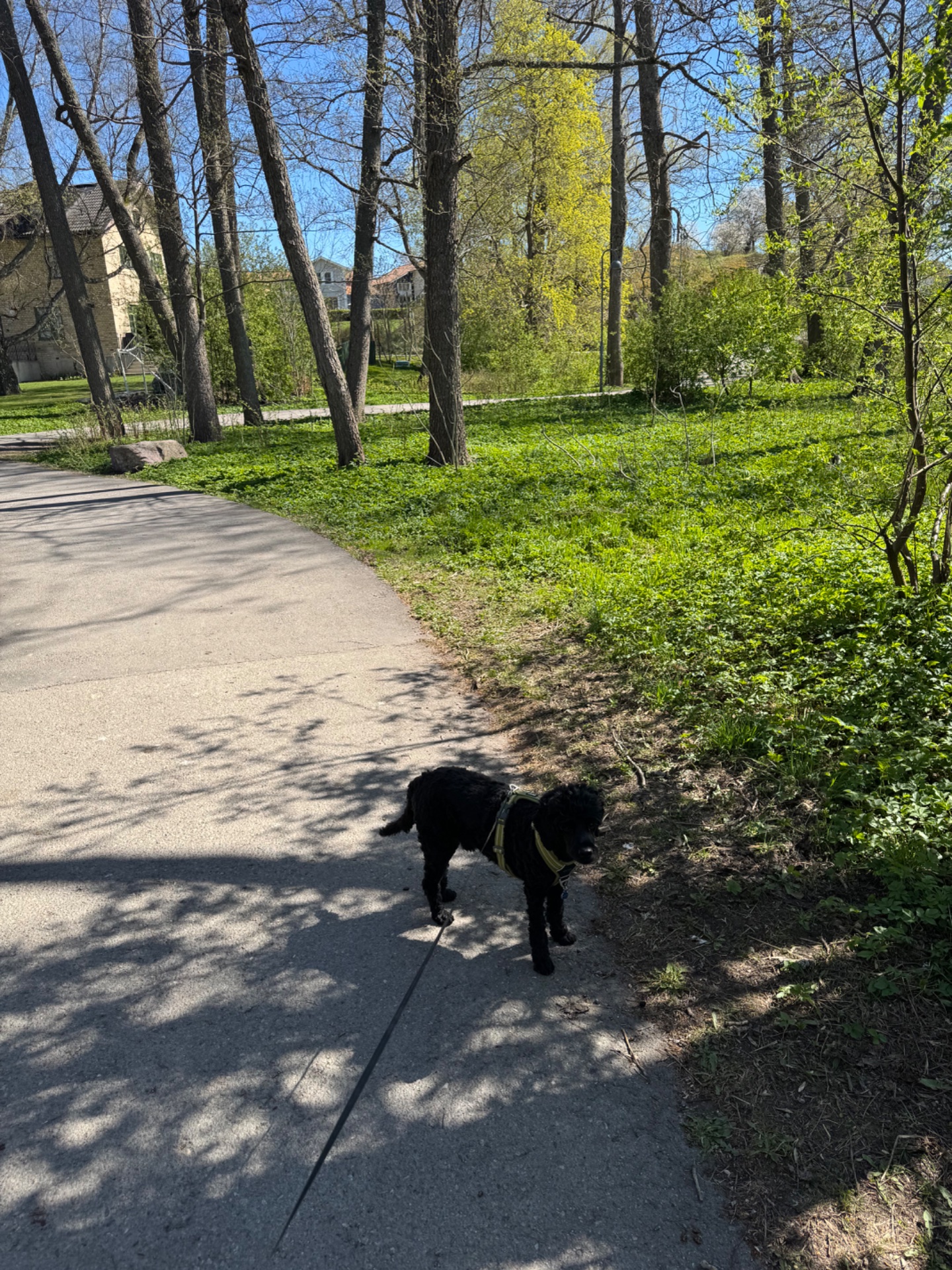 A scenic walk or hike through a beautiful tree-lined park path with lush spring foliage. Perfect outdoor cardio activity with a furry four-legged companion!
