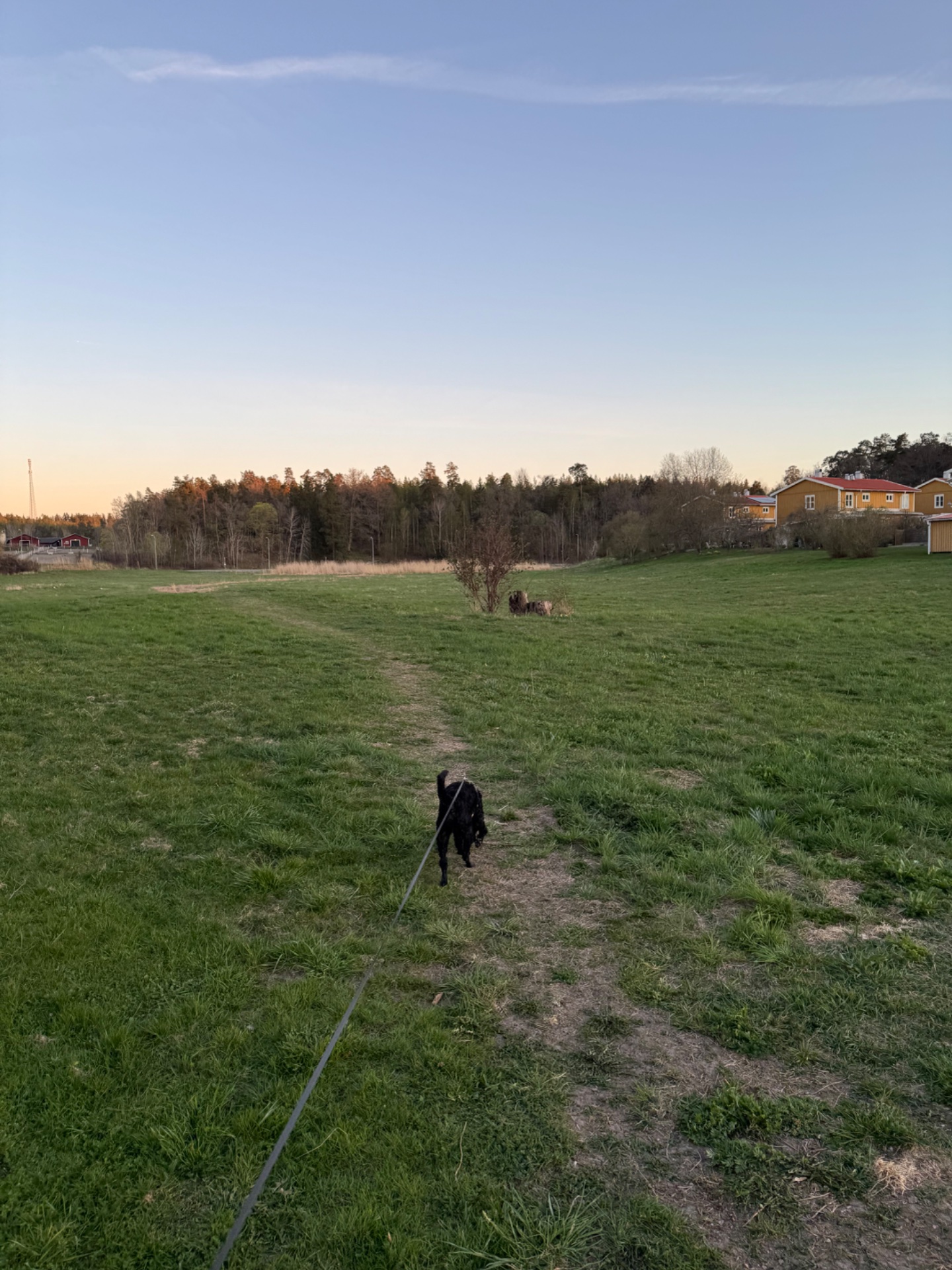 A scenic outdoor walk or hike through a beautiful rural field with dogs, featuring open green pastures and forest views during golden hour.
