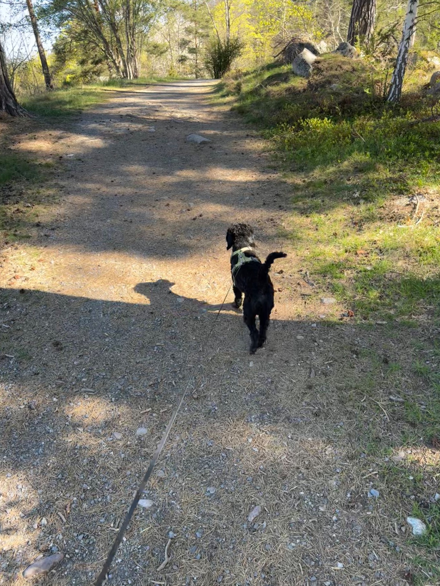 A scenic trail walk or hike through a shaded forest path with a dog companion. This outdoor adventure combines cardiovascular activity with nature exploration on a beautiful day!