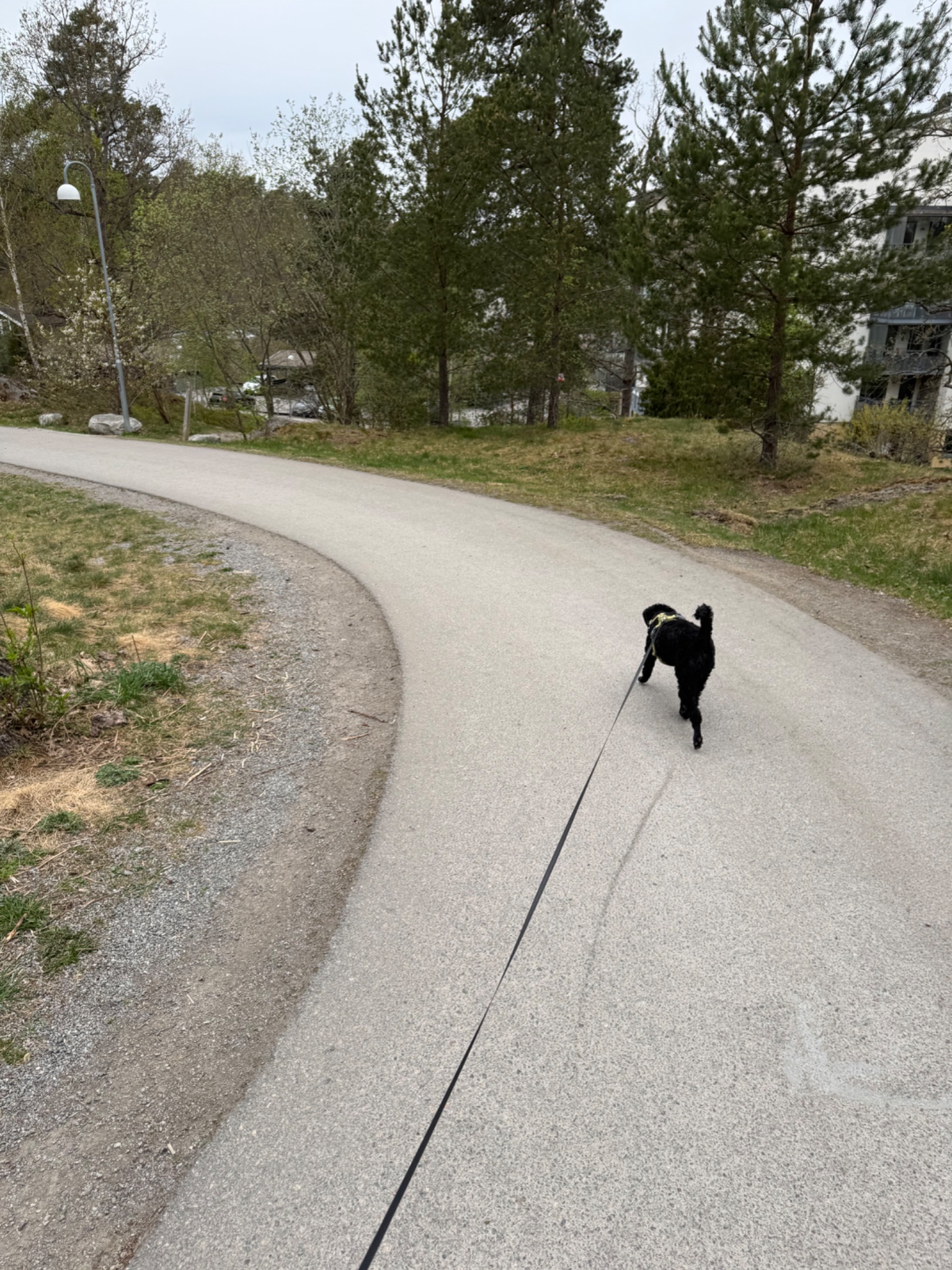 A nice outdoor walk or light jog on a paved path with a dog in tow! Great way to get some fresh air and movement while enjoying nature and tree-lined surroundings.