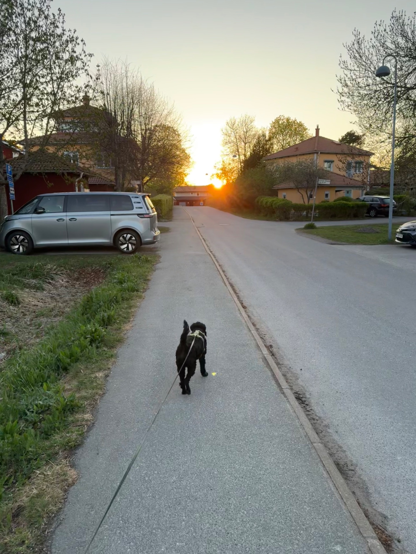 A scenic evening walk with a dog down a residential street during golden hour! Great way to get some outdoor cardio and fresh air with your furry companion.