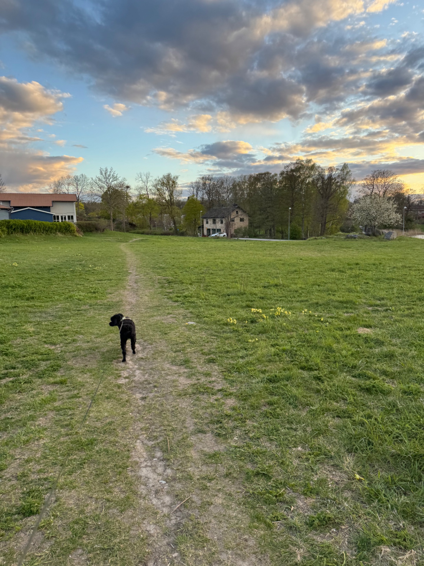 A scenic outdoor walk or hike through a beautiful rural landscape with a dog companion. Perfect spring evening activity with stunning sky views and peaceful countryside trails!