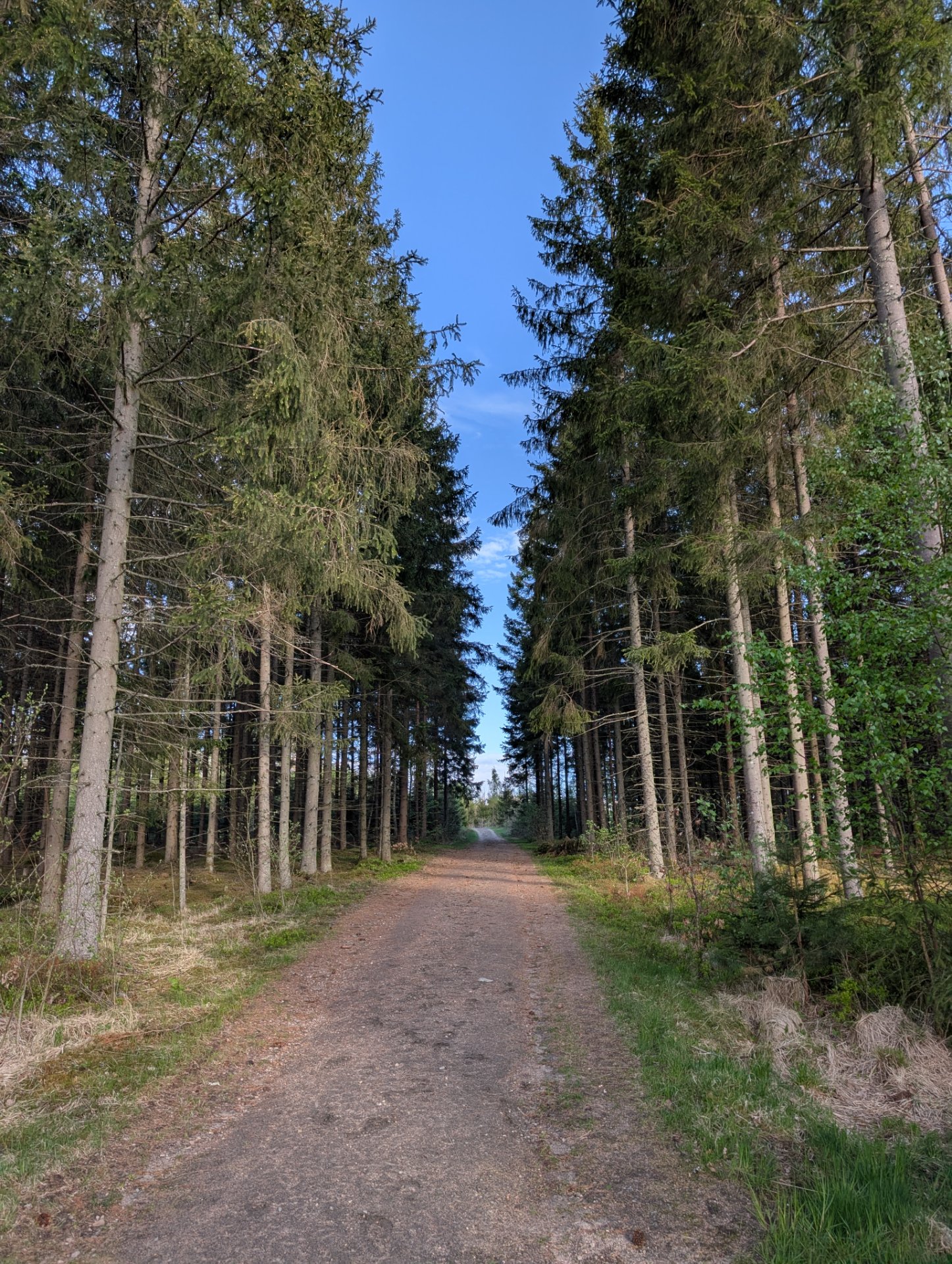 A scenic forest trail run or hike through a beautiful tree-lined path with tall pines and evergreens. Perfect outdoor cardio workout in nature!