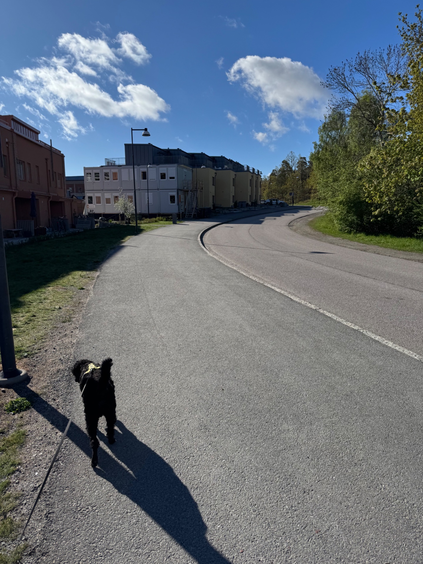 A scenic outdoor walk with a dog on a beautiful sunny day through a charming street lined with trees and buildings. Perfect low-impact cardio activity combining fresh air and companionship!