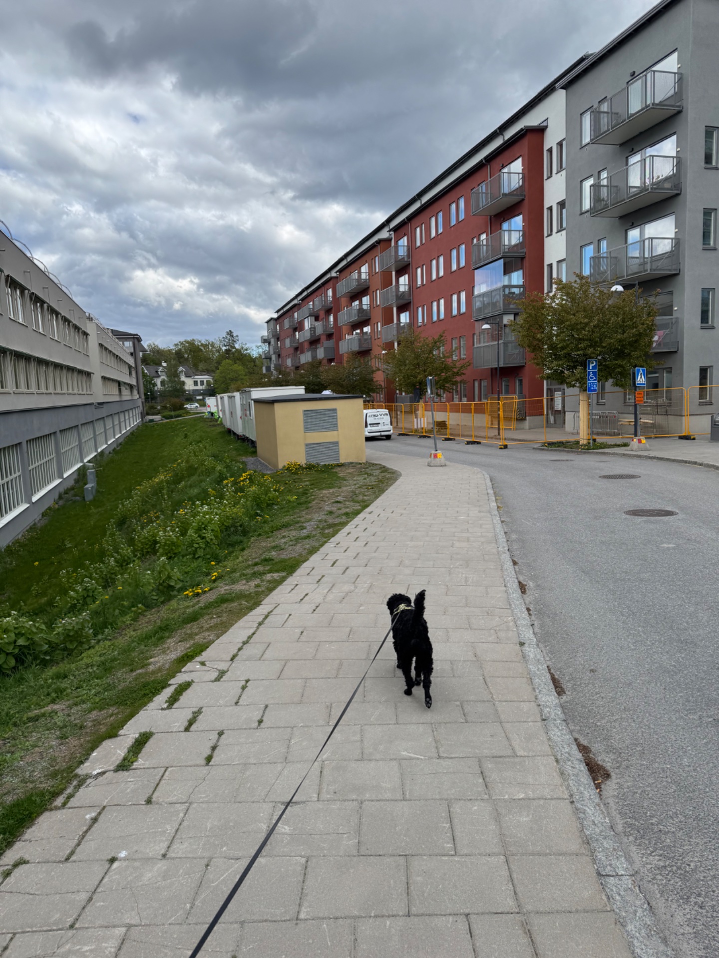 A nice outdoor walk with a furry companion through an urban neighborhood! Walking is a great low-impact cardio activity that gets you moving while enjoying fresh air and city scenery.