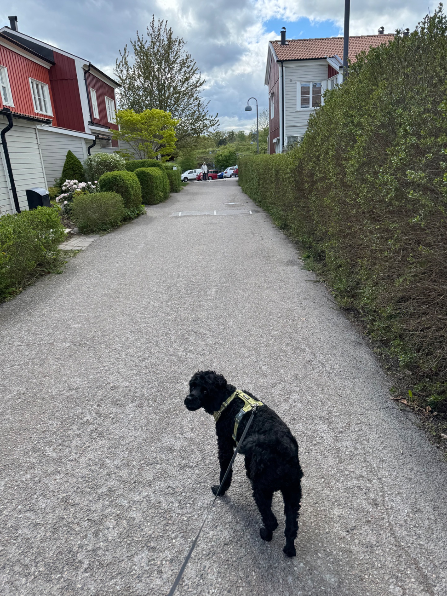 A scenic outdoor walk with a furry companion! This peaceful stroll through a charming residential pathway is a great way to get some low-impact cardio while enjoying fresh air and nature.