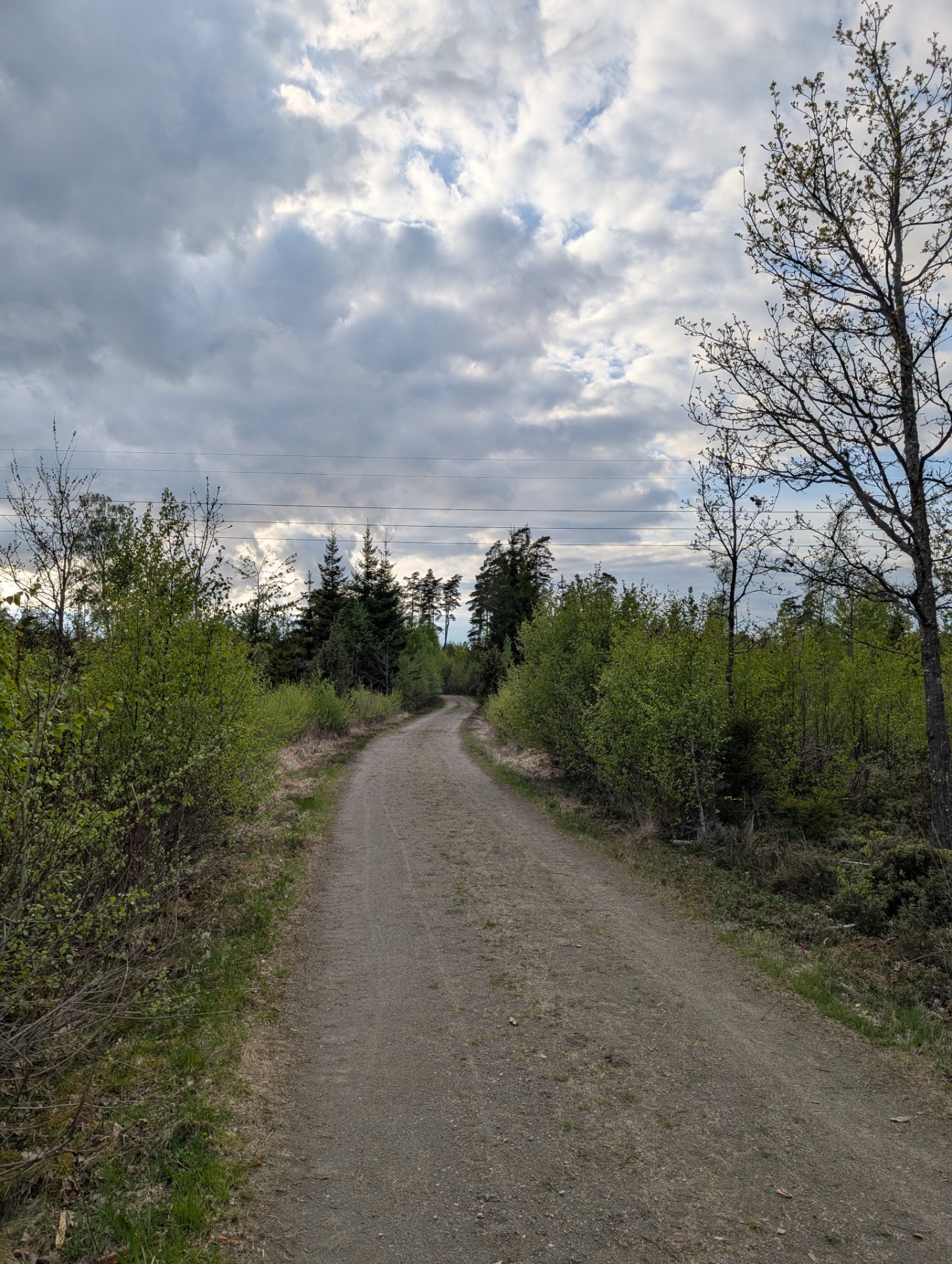 A scenic trail run or hike through a forested path with lush greenery and beautiful sky above. Perfect for an outdoor cardio workout surrounded by nature!