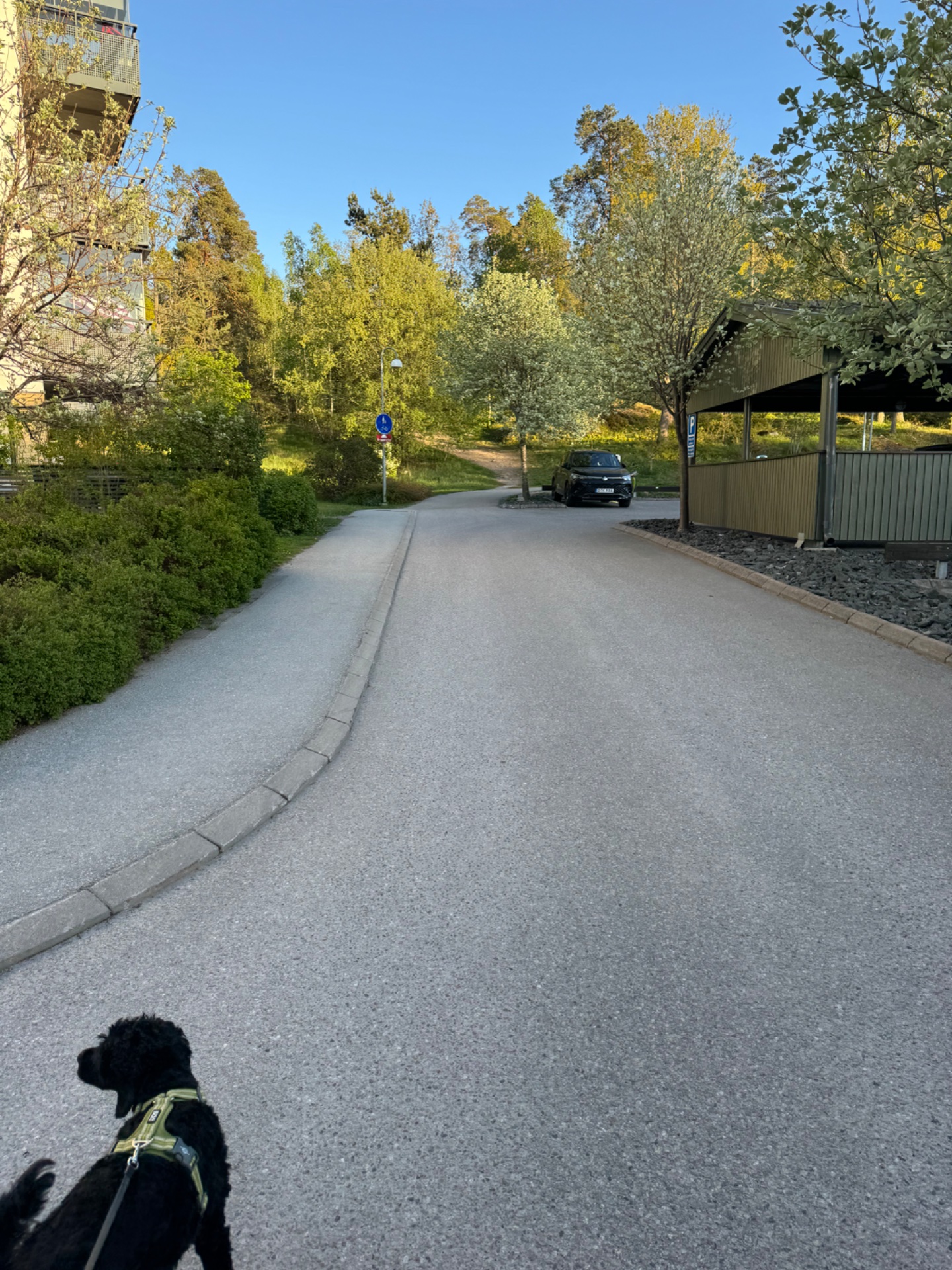 A scenic walk or run through a beautiful tree-lined residential path with a black dog on a leash. Perfect outdoor cardio session enjoying nature and fresh air!