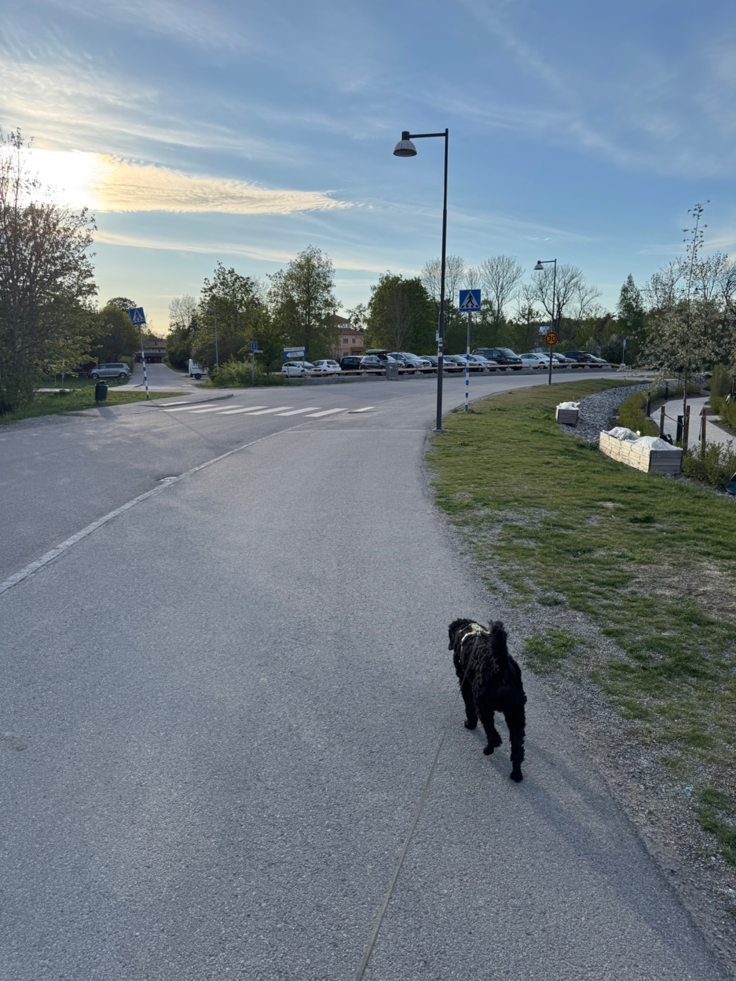 A scenic outdoor walk or run with a dog through a paved path in a parking area during golden hour. Great way to get some steps in while enjoying fresh air and quality time with your furry companion!