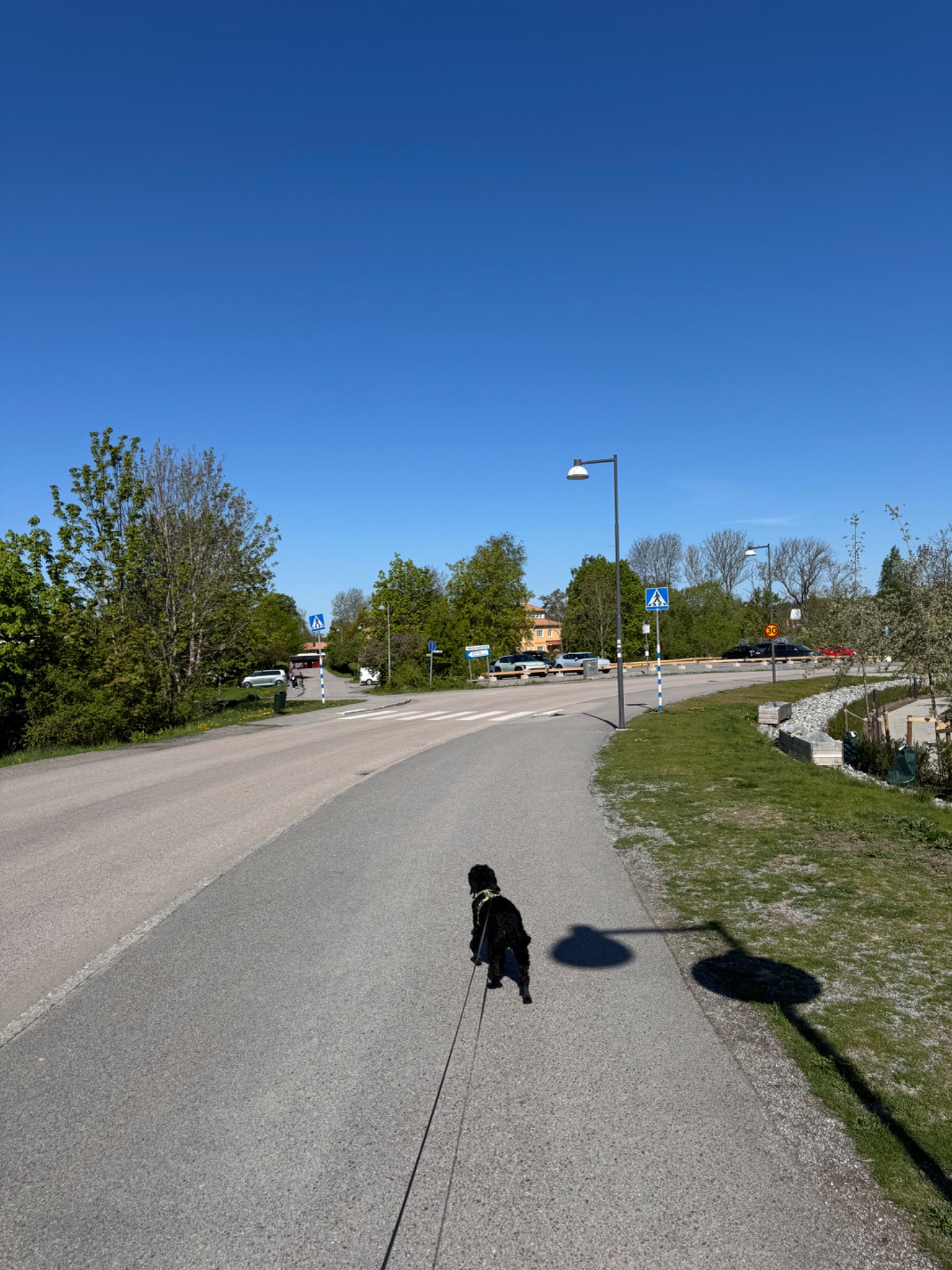 A person walking or hiking outdoors on a paved path with a leash, enjoying a beautiful sunny day in what appears to be a park or recreational area. Great cardio activity combining walking with fresh air and nature!