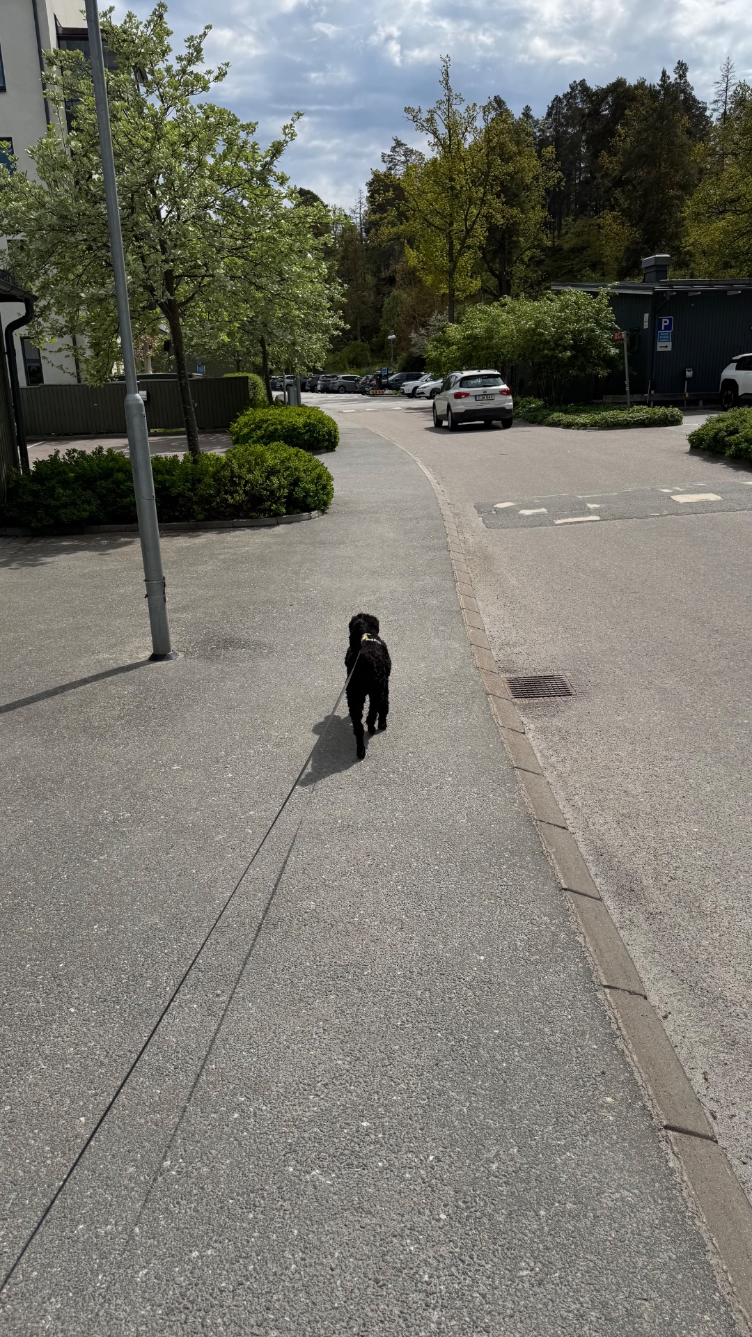 A brisk walk or casual stroll with a dog through a parking area and tree-lined path. Great low-impact cardio activity that combines movement with outdoor fresh air!