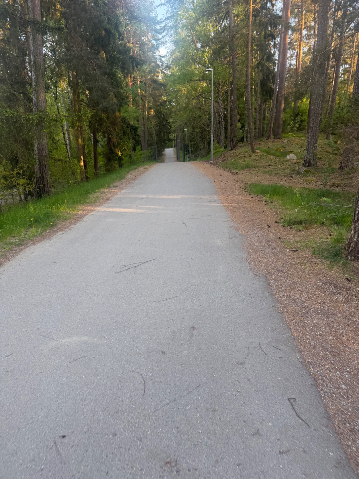 A scenic forest trail workout! This paved path through tall trees is perfect for running, hiking, or walking outdoors with beautiful natural surroundings.