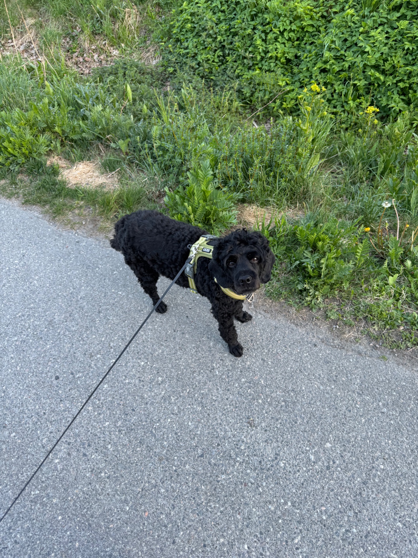 A lovely walk outdoors with a furry companion! This peaceful stroll along a paved path with greenery on both sides is a great low-impact cardio activity.