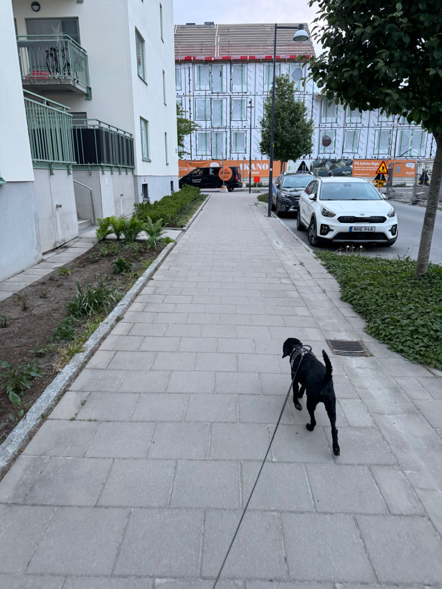 A dog walk through an urban neighborhood on a paved pathway. This is a great low-impact cardio activity that keeps both you and your furry friend active and healthy!